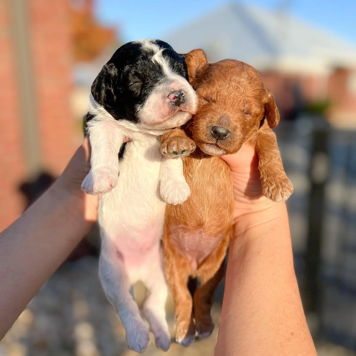 The black and white parti golden doodle is next to the red golden doodle and they are both wagging their tails happily. Both of these dogs are incredibly adorable and their colors are so vibrant!