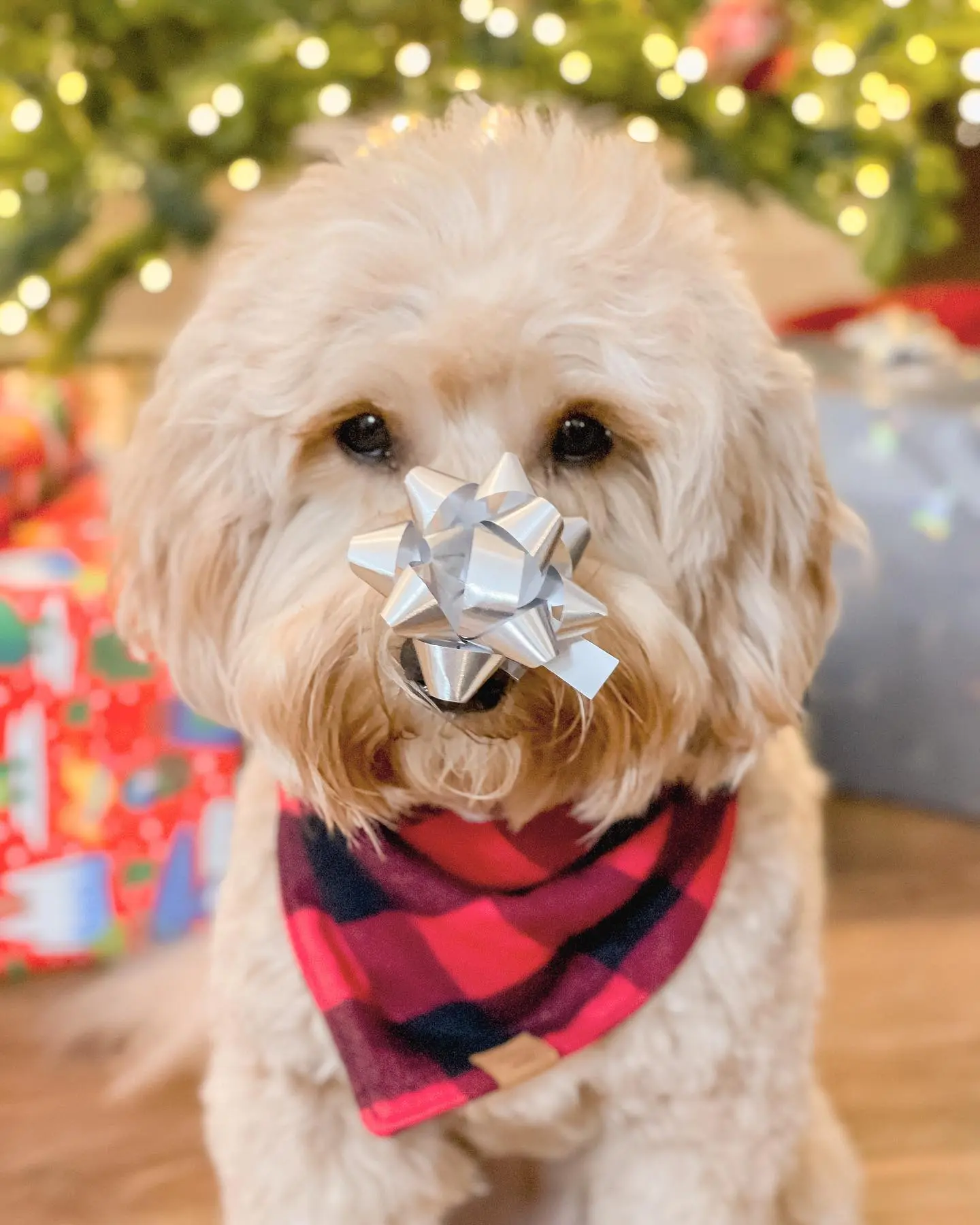 teddy bear twoodle with bow on nose