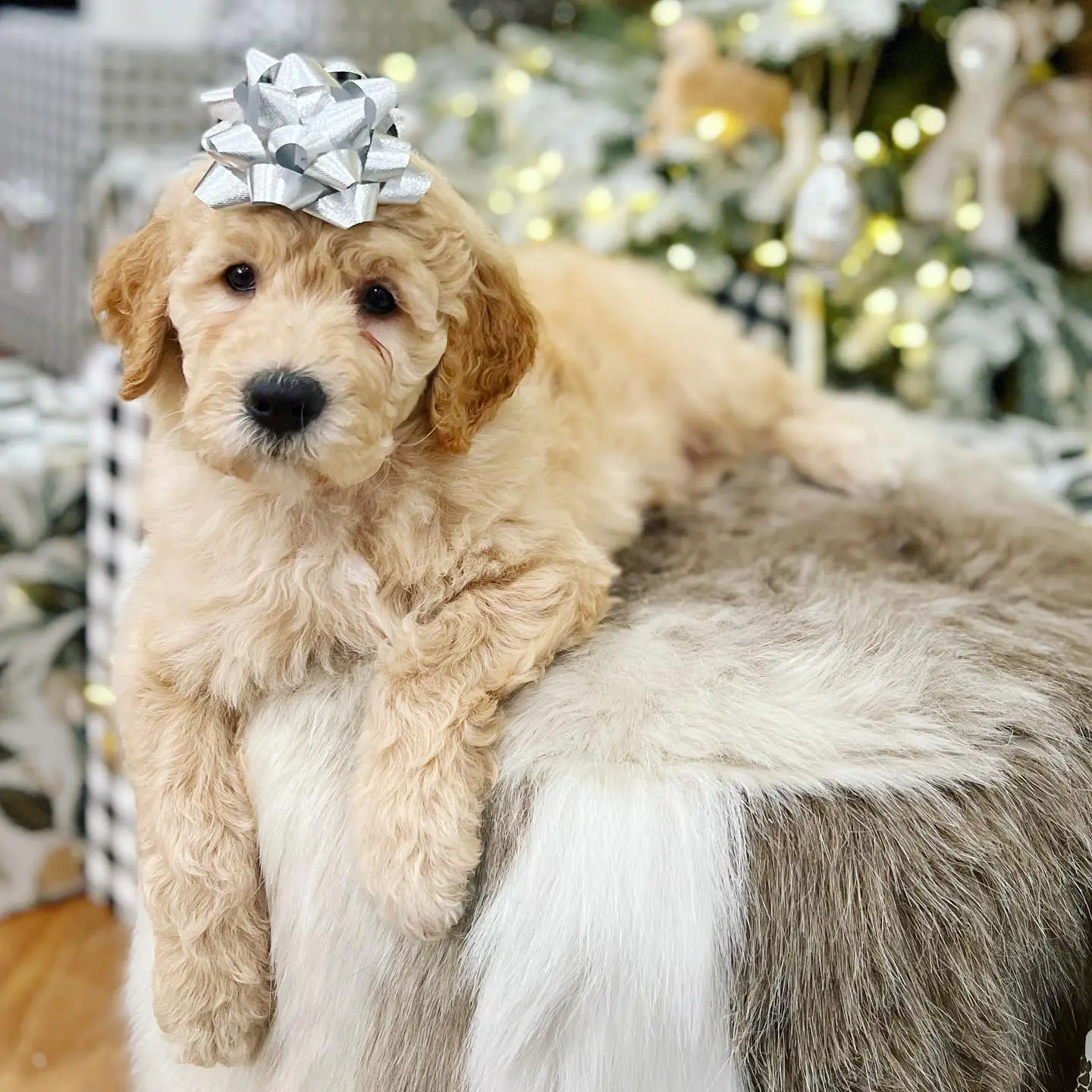 F1b champagne color miniature English teddy bear goldendoodle puppy with a bow on its head