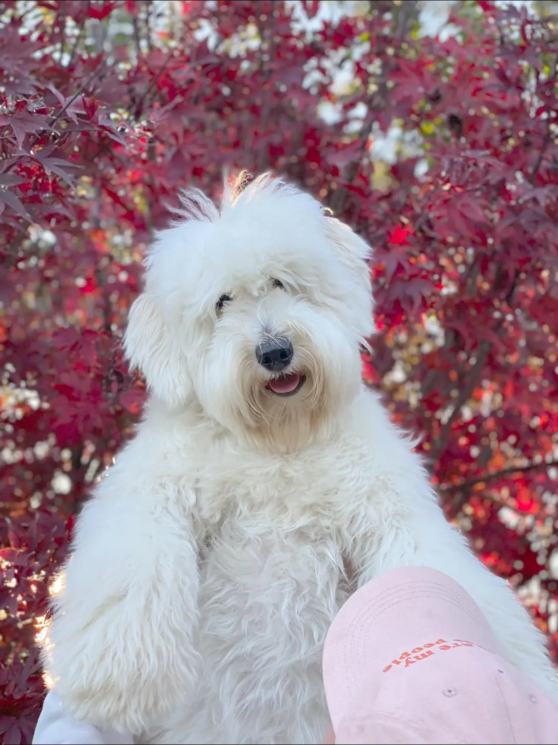 miniature white English teddy bear goldendoodle behind Japanese maple tree