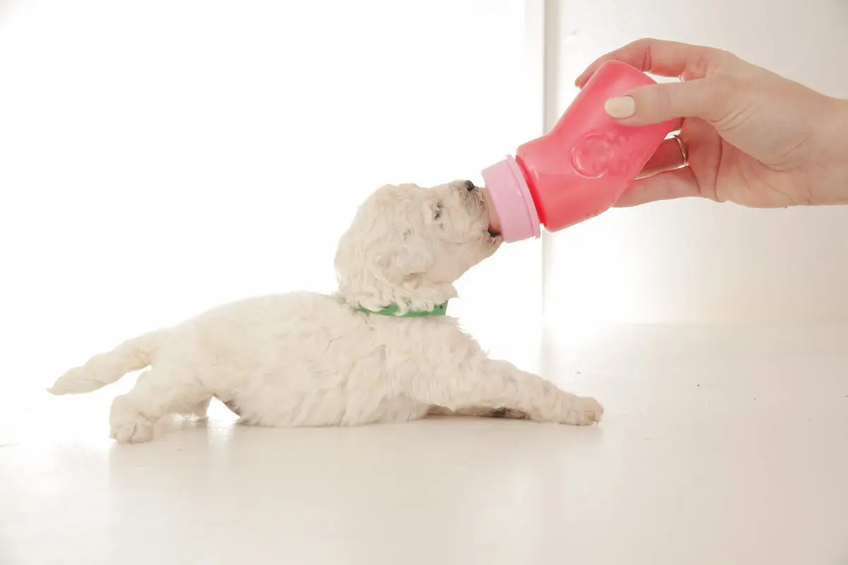 mini English teddy bear goldendoodle puppy drinking from a bottle