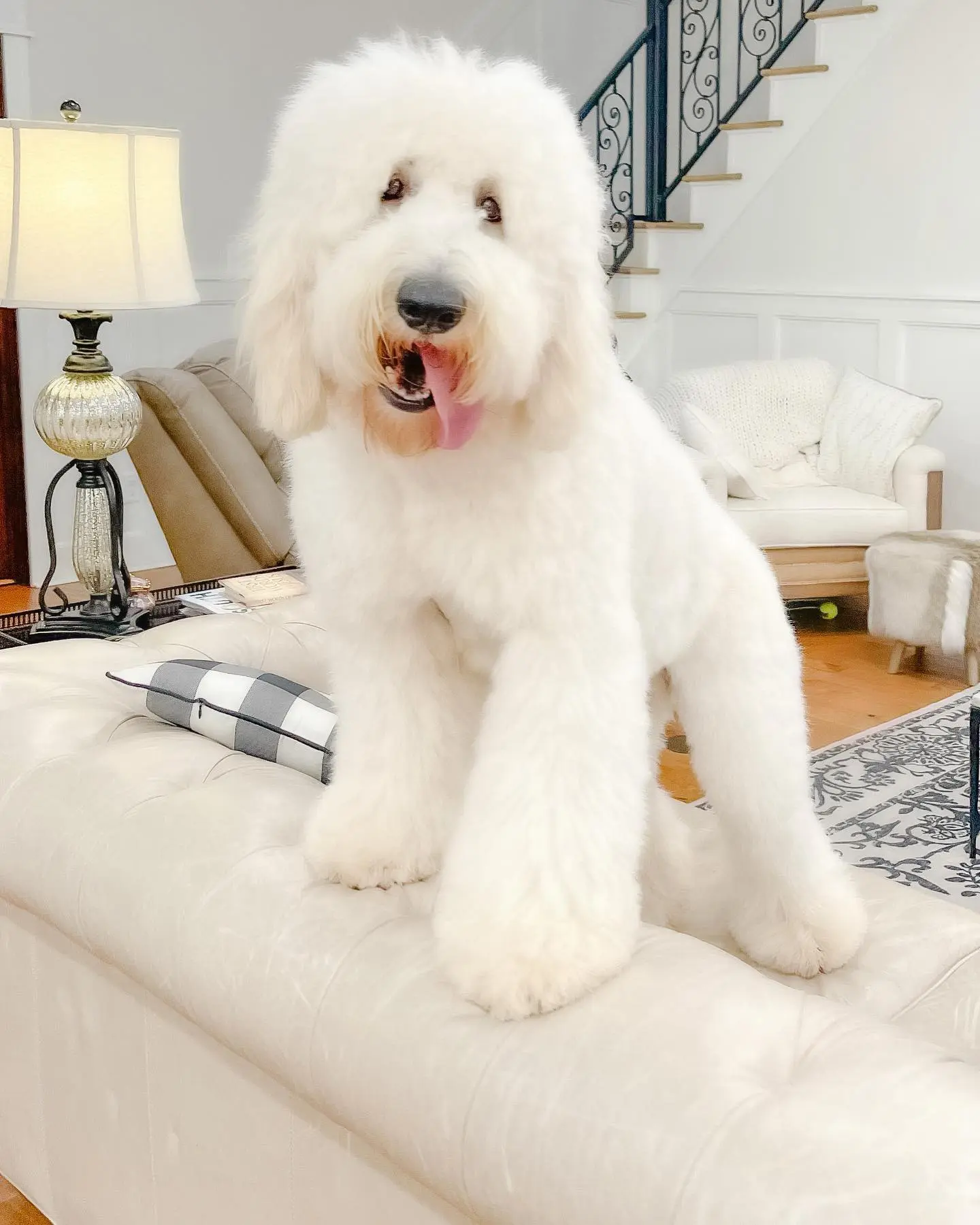 a happy large ultra cream f1b English teddybear goldendoodle on a couch with his tongue out