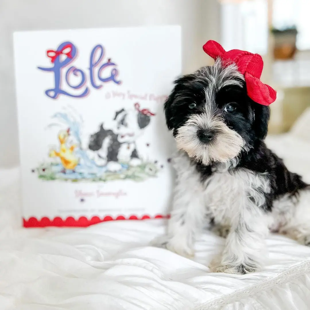 Lola the black and white parti golden doodle is so special and unique that a book has been written about her. She is always happy and loves to play, and her tail wags so hard she often knocks things over!