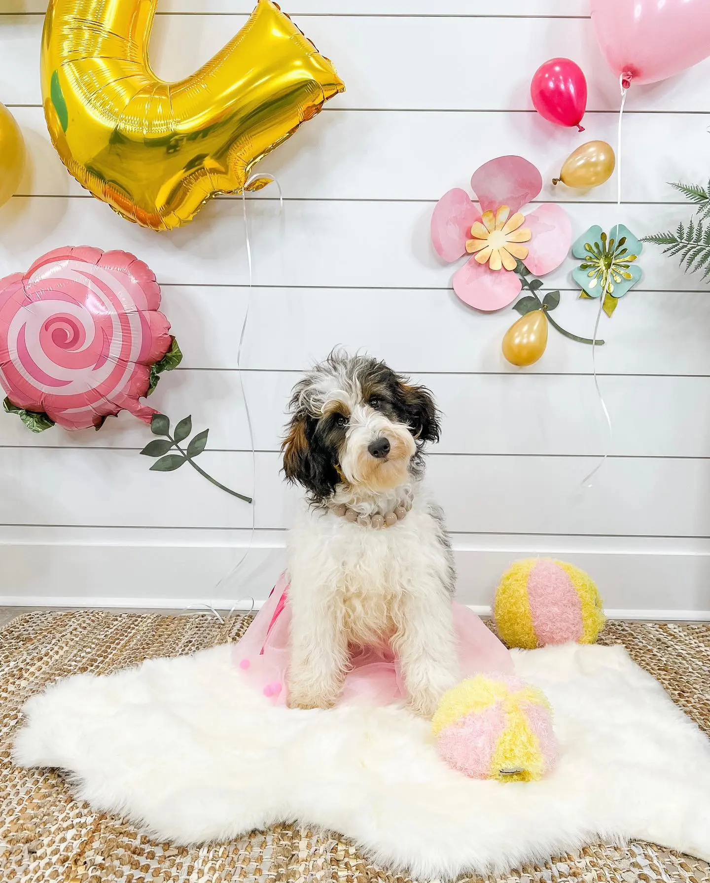 Wookie the golden doodle is having a great time at her second birthday party! She's playing with her friends, eating cake, and opening presents. What a fun day!