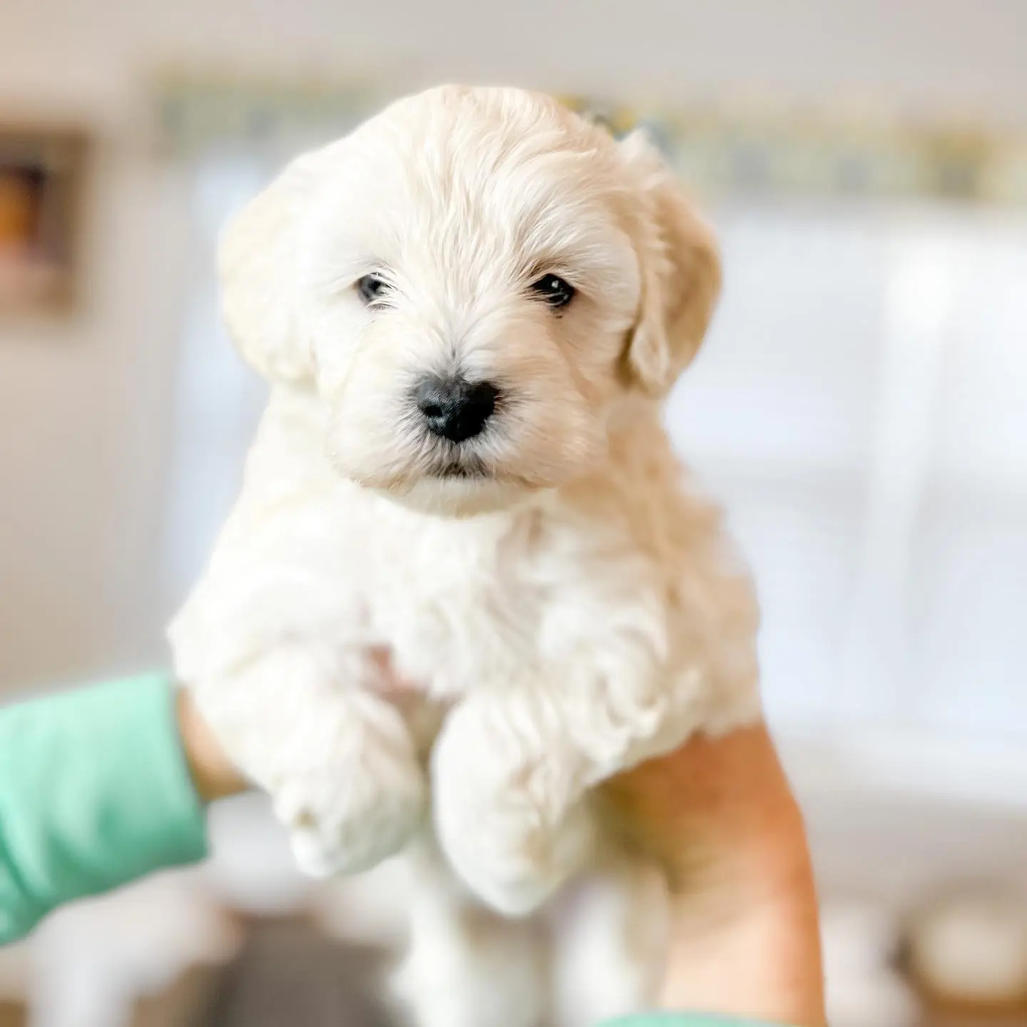 mini f1bb ultra cream English teddybear golden doodle puppy