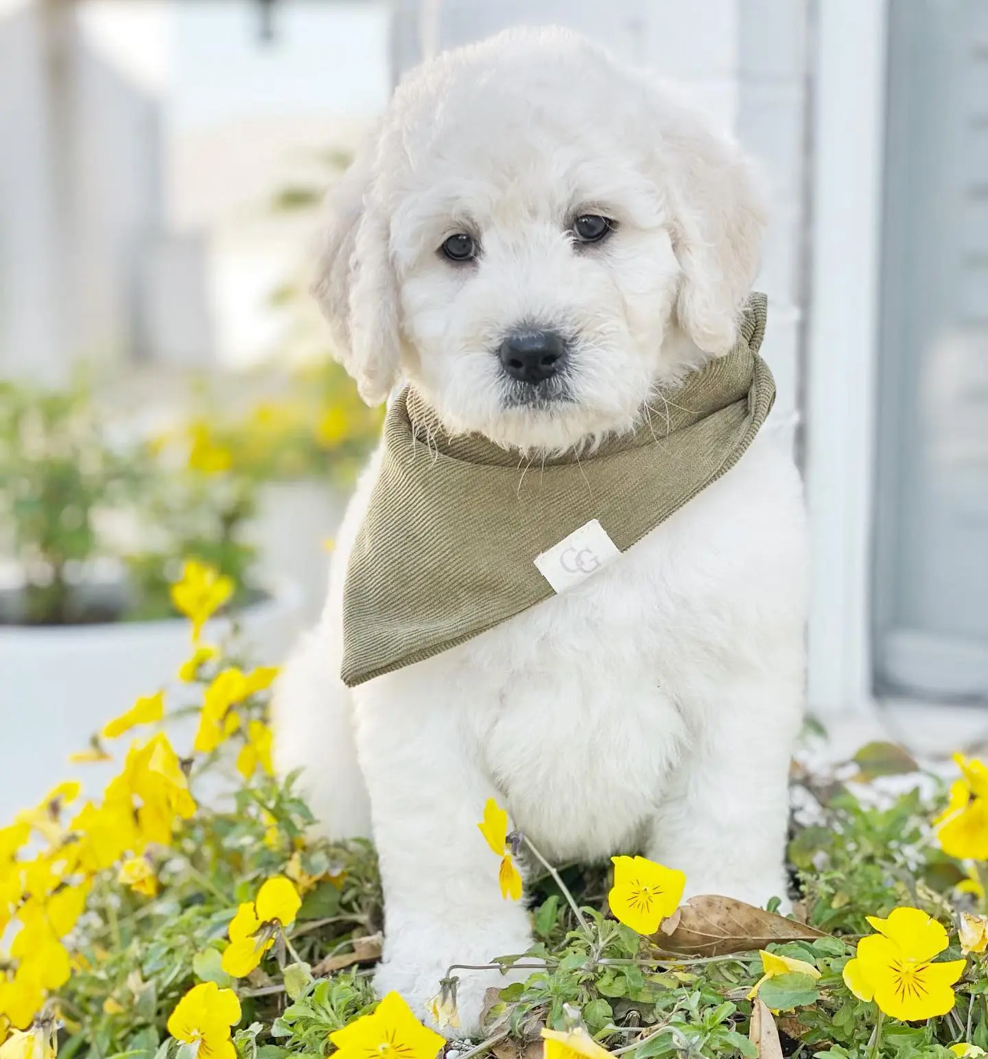 mini F1b ultra cream English teddy bear goldendoodle with bandana on