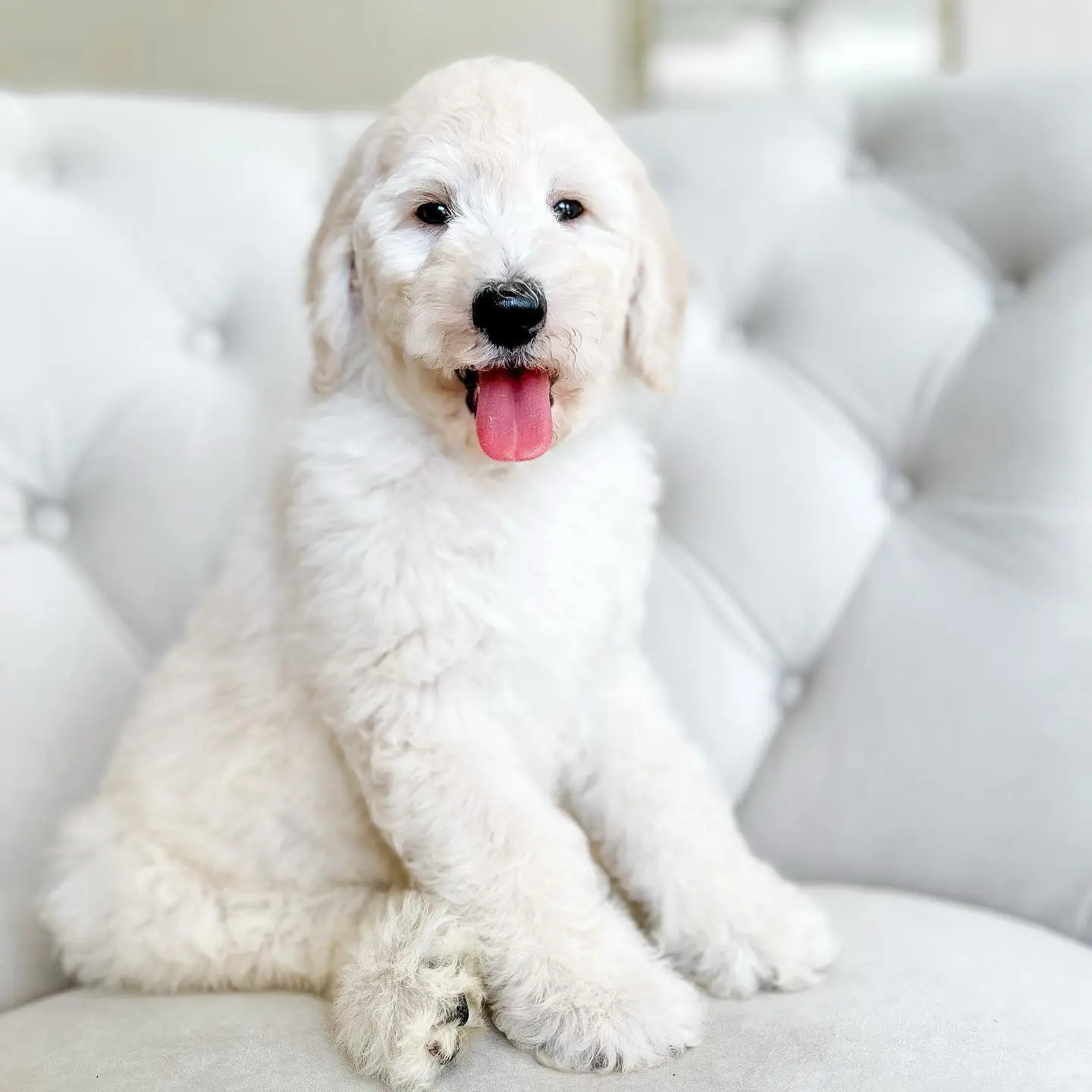 miniature white English teddy bear golden doodle puppy on a couch