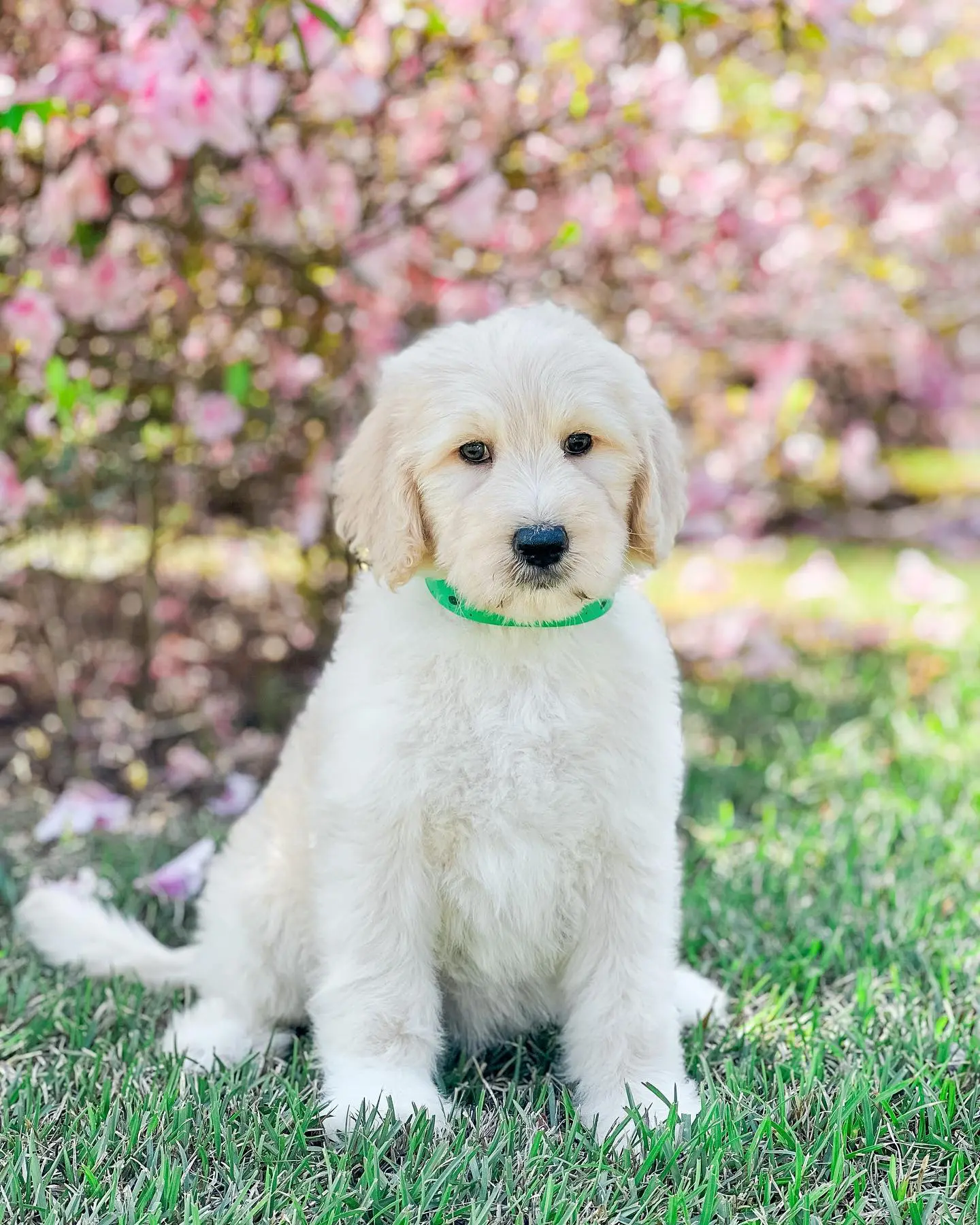 mini ultra cream f1b English teddy bear golden doodle in green grass with green collar