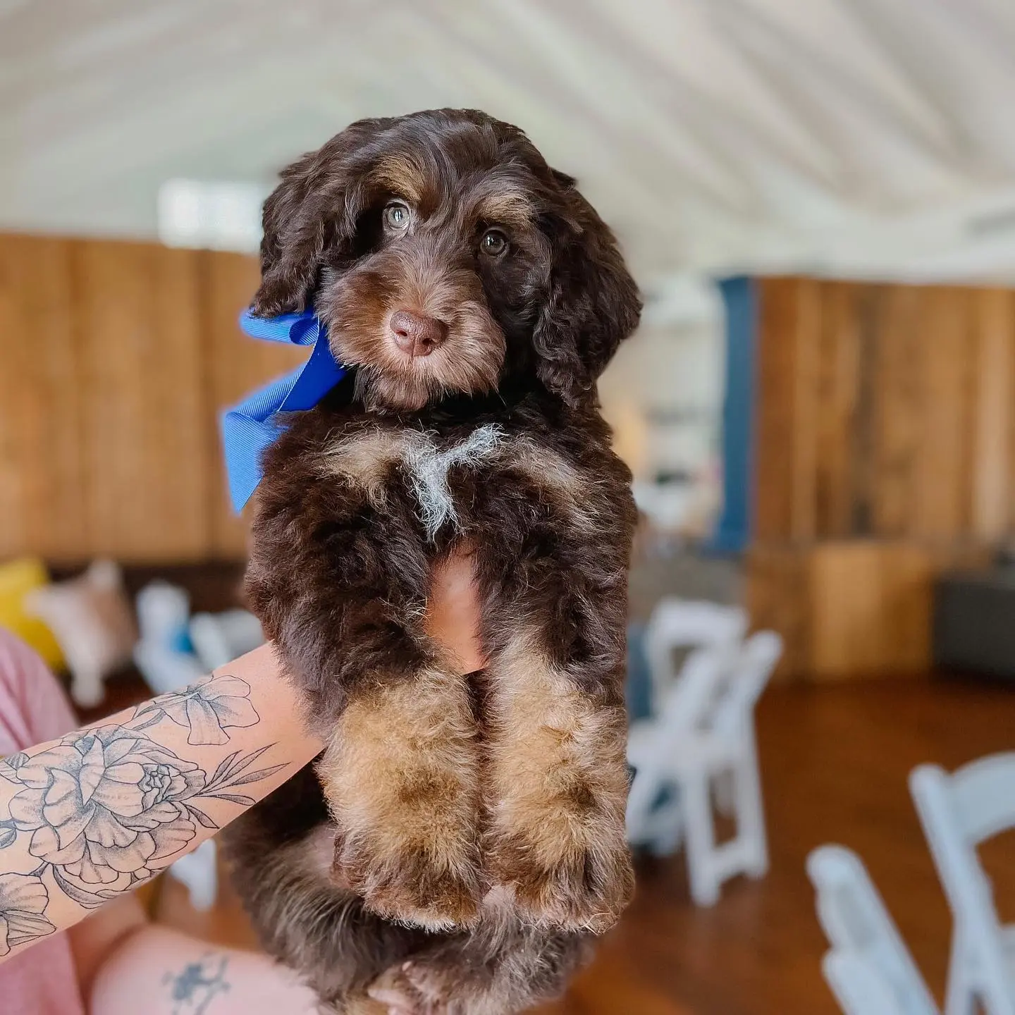 a brown and tan mini parti teddy bear Twoodle puppy with a blue bow