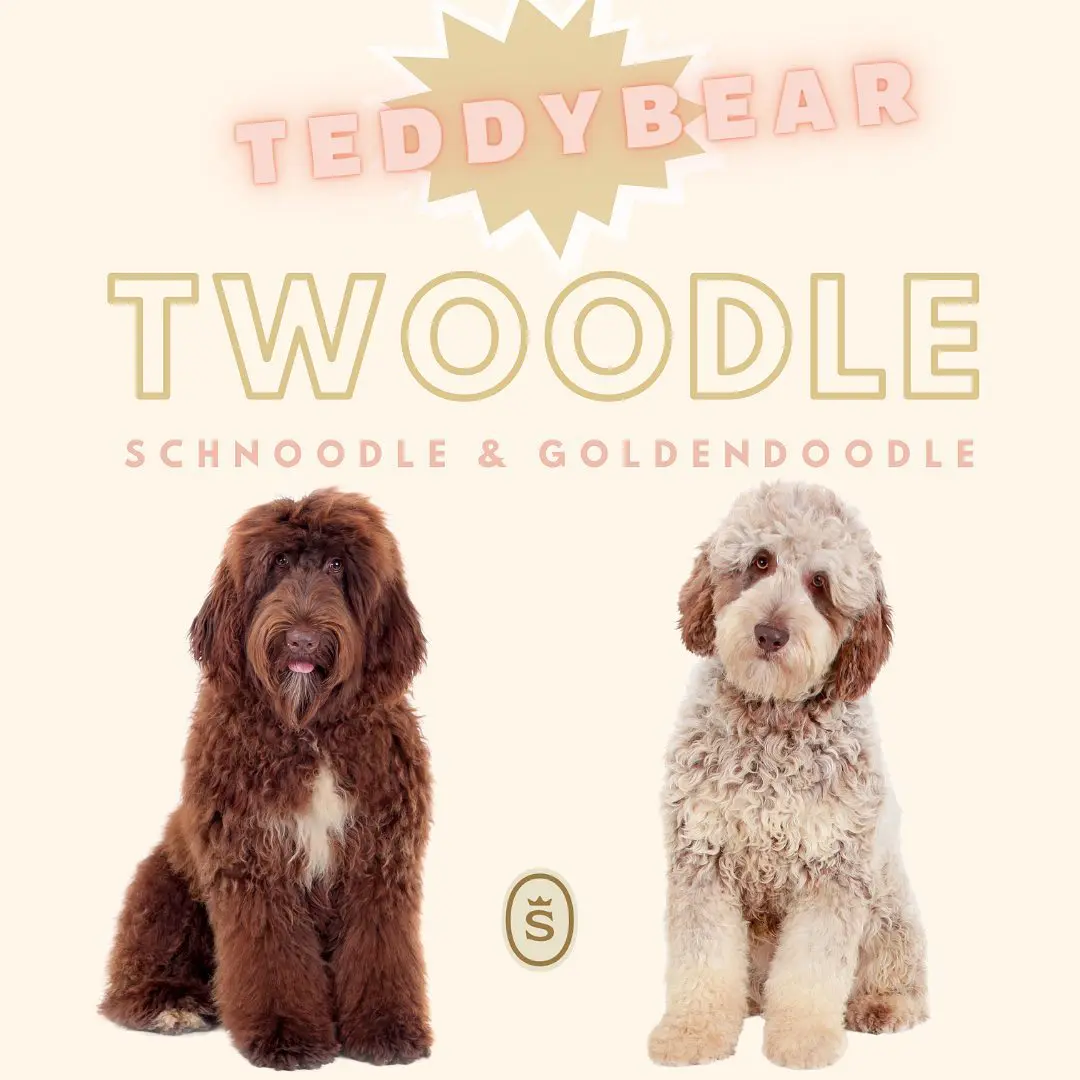 examples of medium sized teddybear twoodles