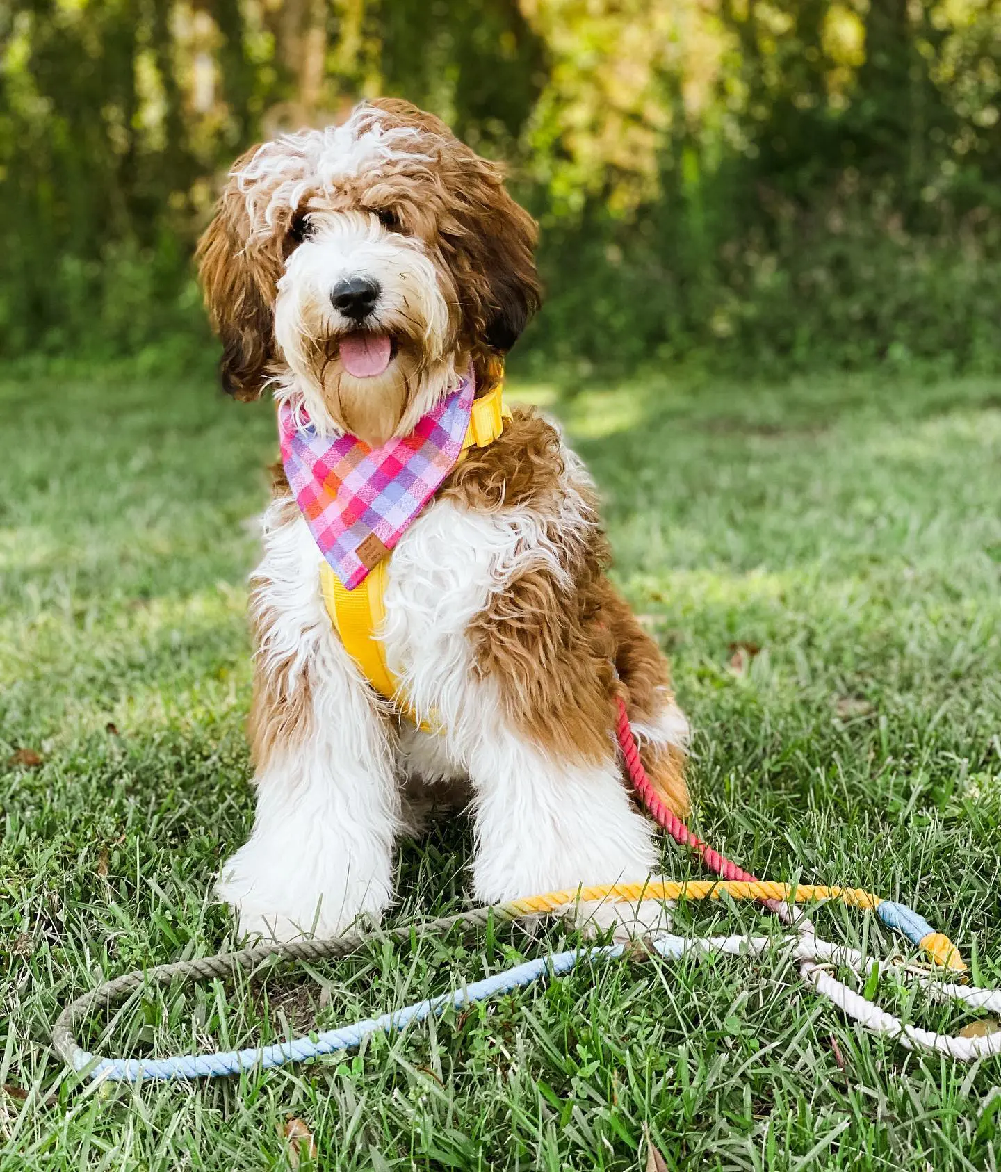 a happy brown and white parti teddybear twoodle with a plaid pink bandanna on