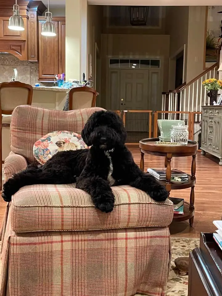 giant black teddy bear schnoodle on a love seat