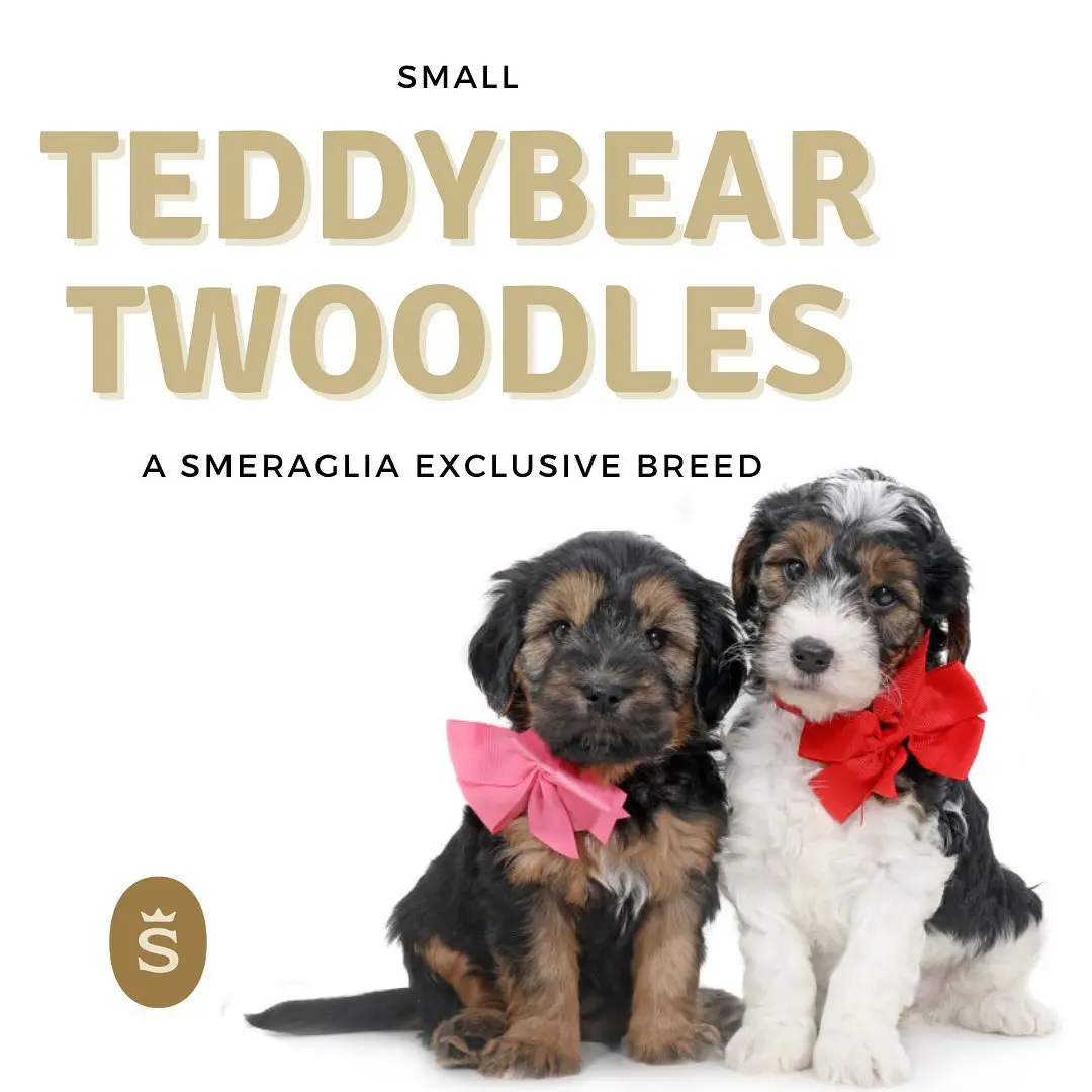 example of small sized teddy bear twoodles