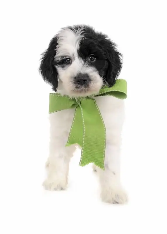 black and white F2 Mini English Teddy bear Goldendoodle in green bow