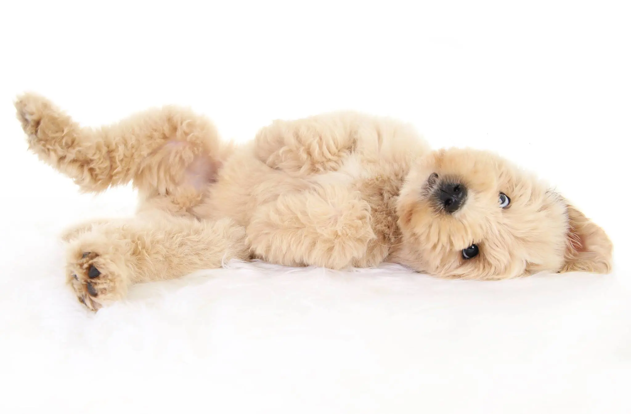 A Silly F1b English teddy bear Goldendoodle puppy laying on its back