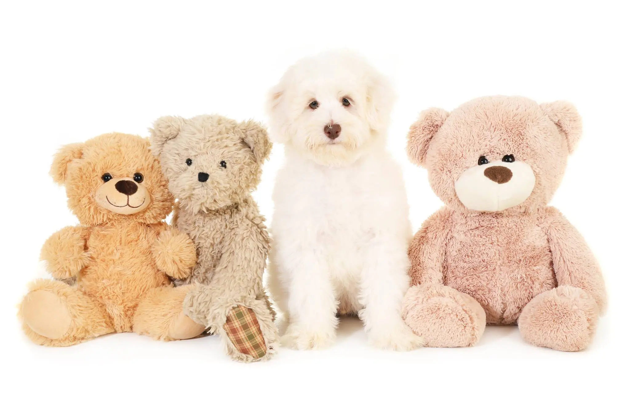 a cream goldendoodle with a chocolate nose with teddybears in his photoshoot