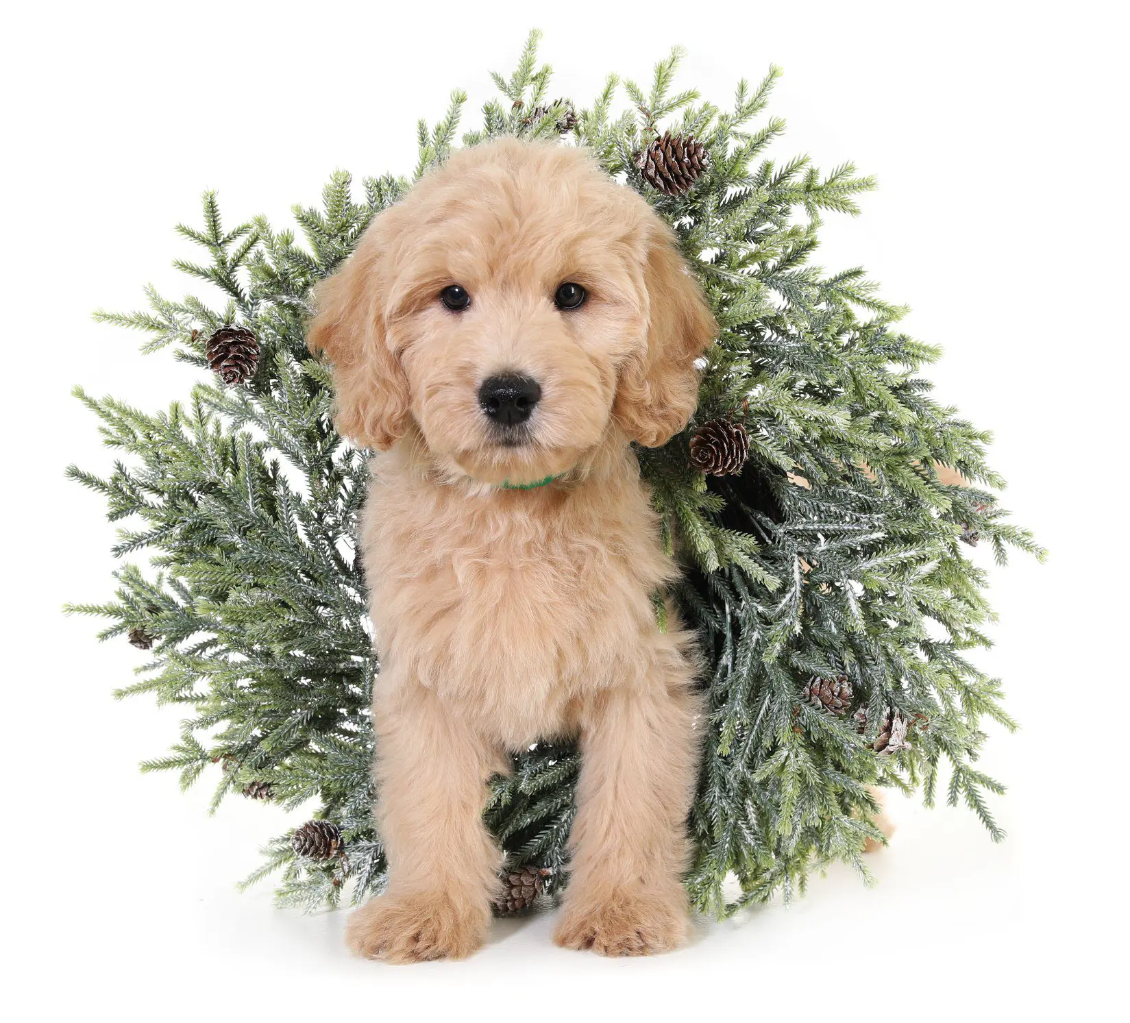 goldendoodle puppy with Christmas wreath