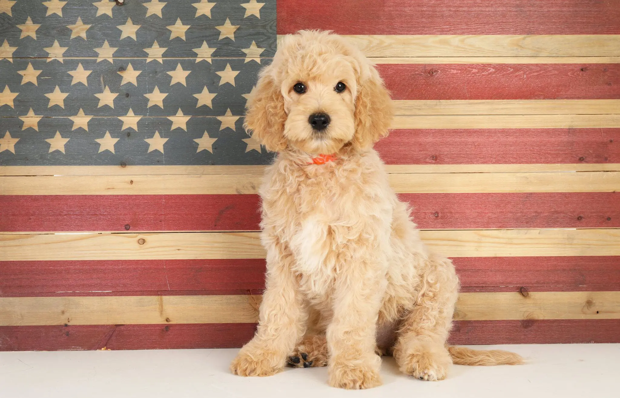 a goldendoodle puppy behind a wooden American flag
