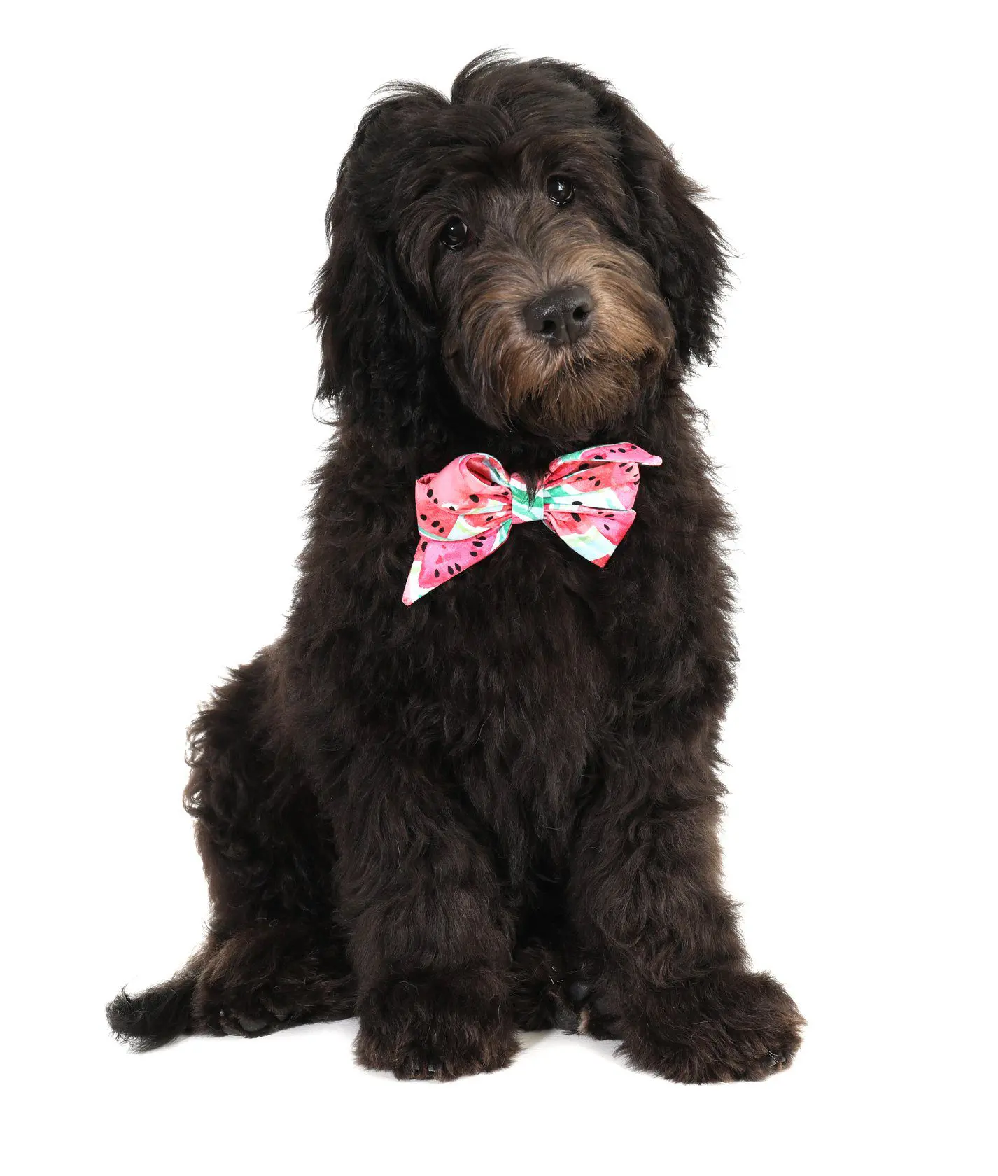 A black golden doodle wearing a bowtie.