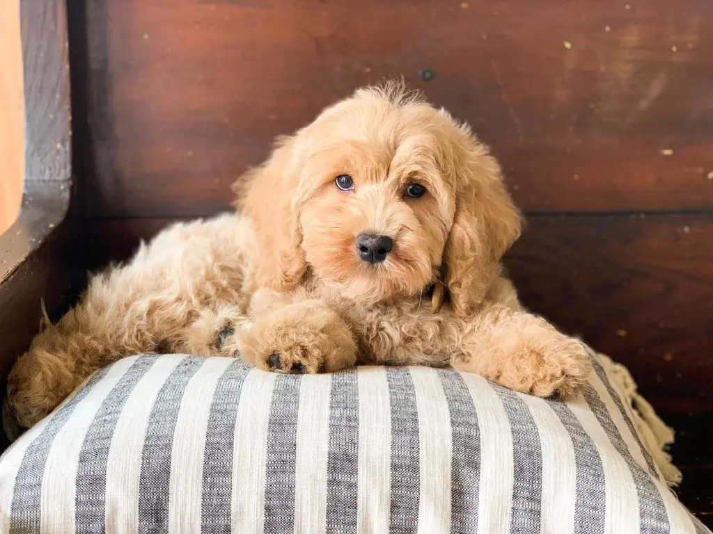 F1BB Teddy Bear Goldendoodle