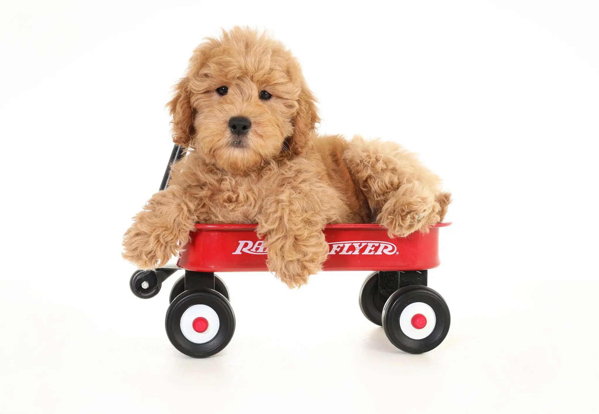 teddybear goldendoodle in red radio flyer