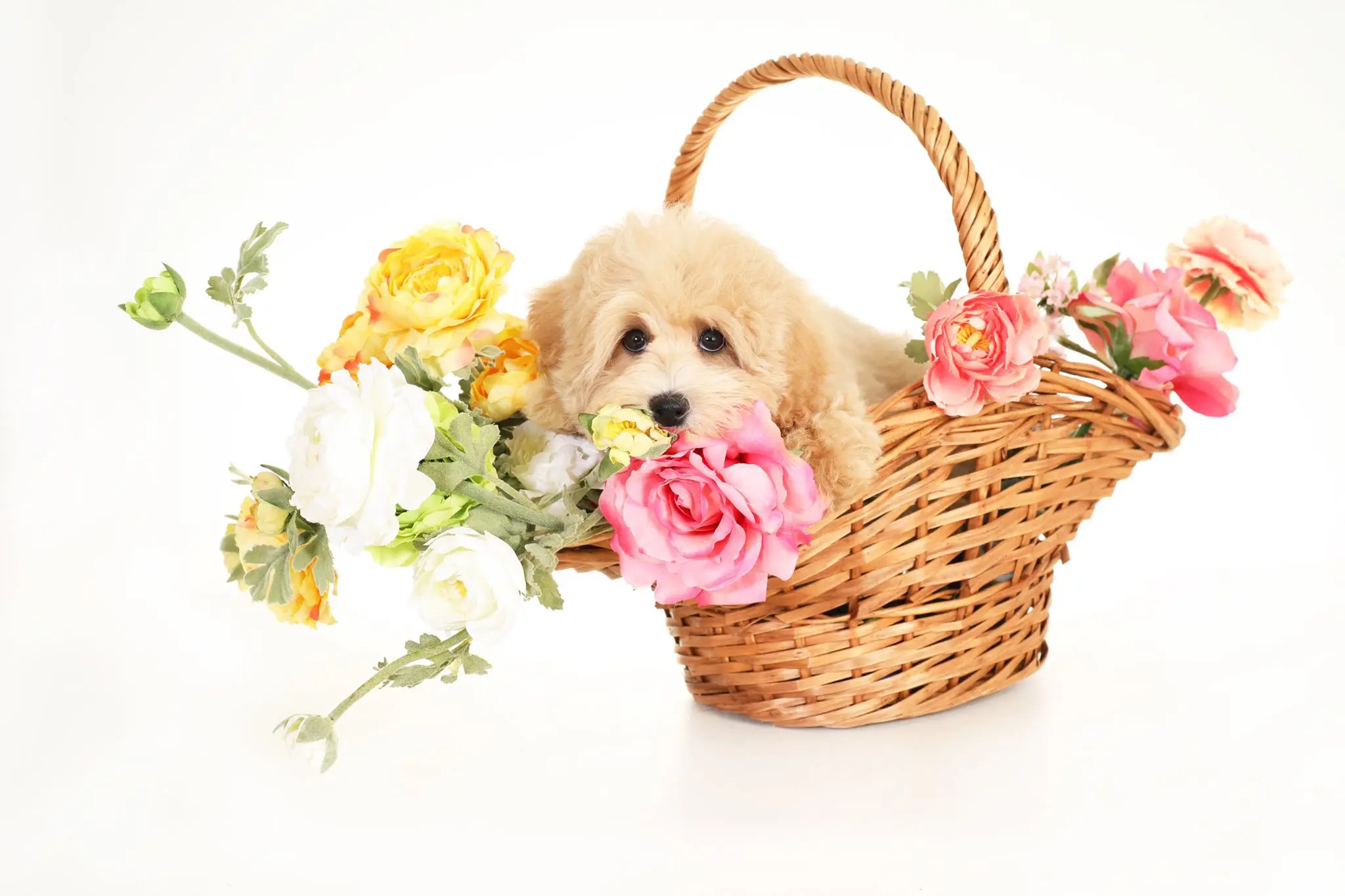 f1bb English teddybear golderndoodle puppy in wicker basket with flowers