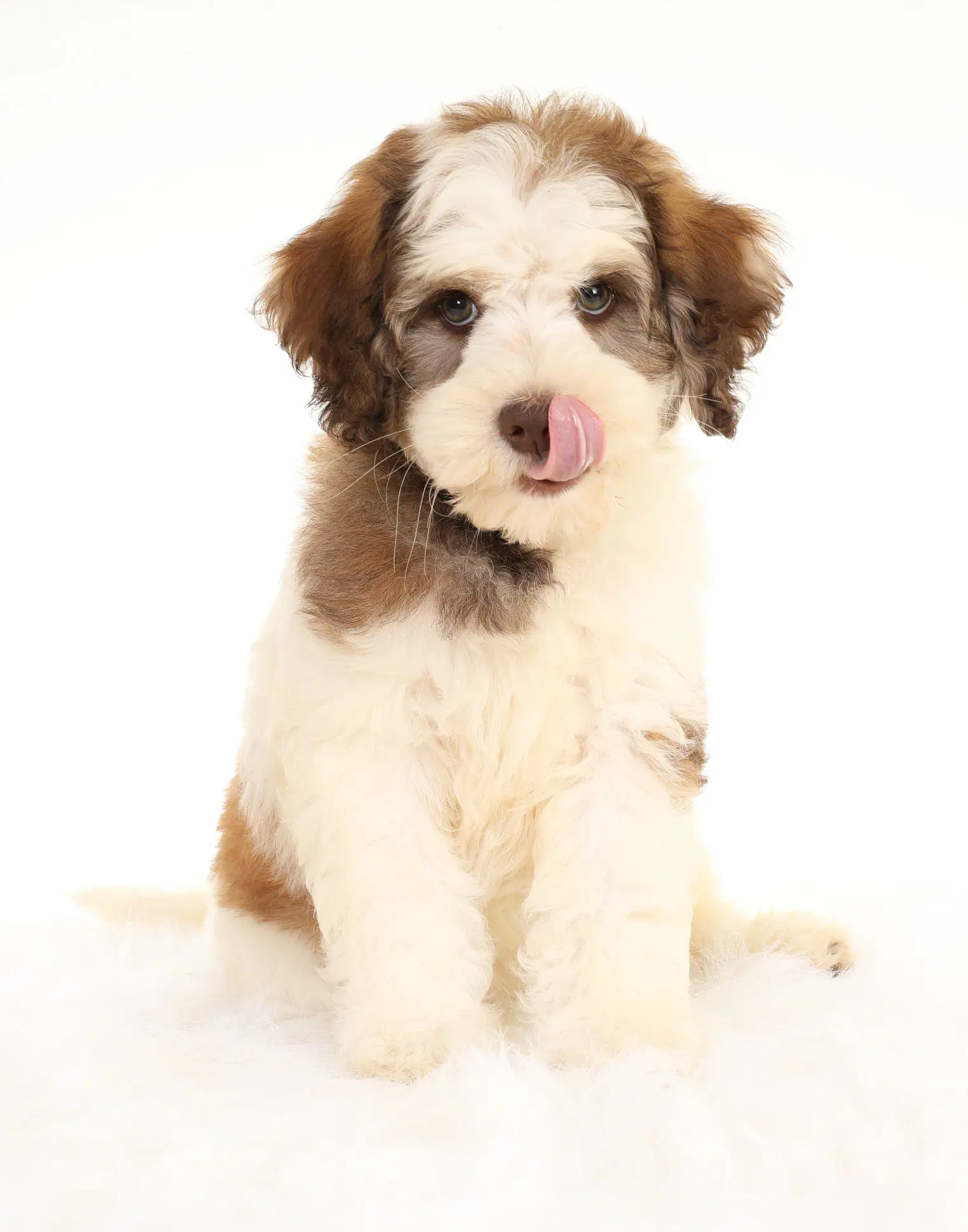 This Wookie Pattern Golden Doodle, Bred by Sherri Smeraglia has an amazing and unique coloring. This Goldendoodle will have everyone asking where you got this Wookie Goldendoodle and you can tell them from the world's best Goldendoodle breeder, Smeraglia Teddybear Goldendoodles.