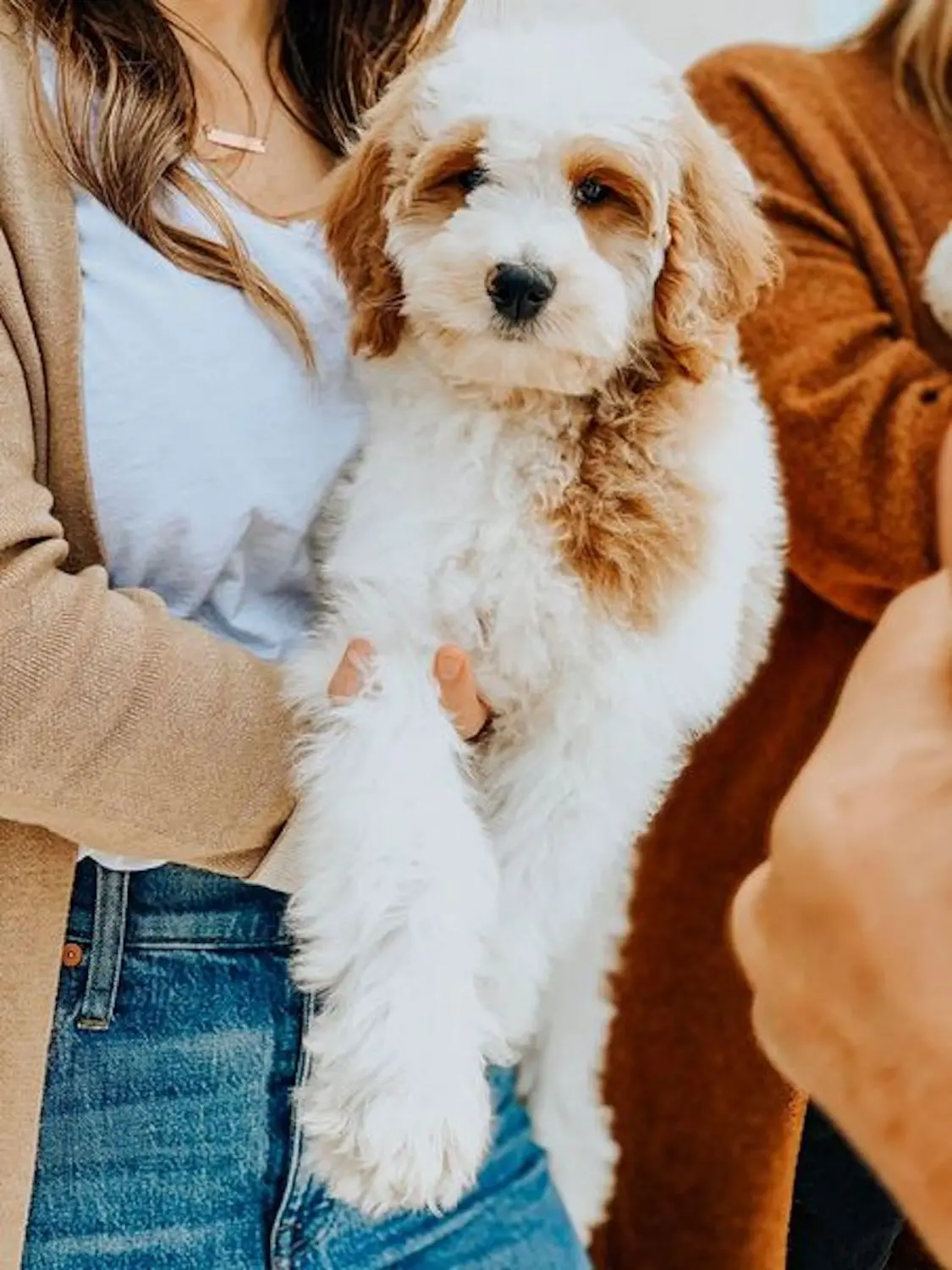 The image shows an owner holding an f1bb Goldendoodle. This dog doesn't shed fur, making it a great choice for people with allergies.