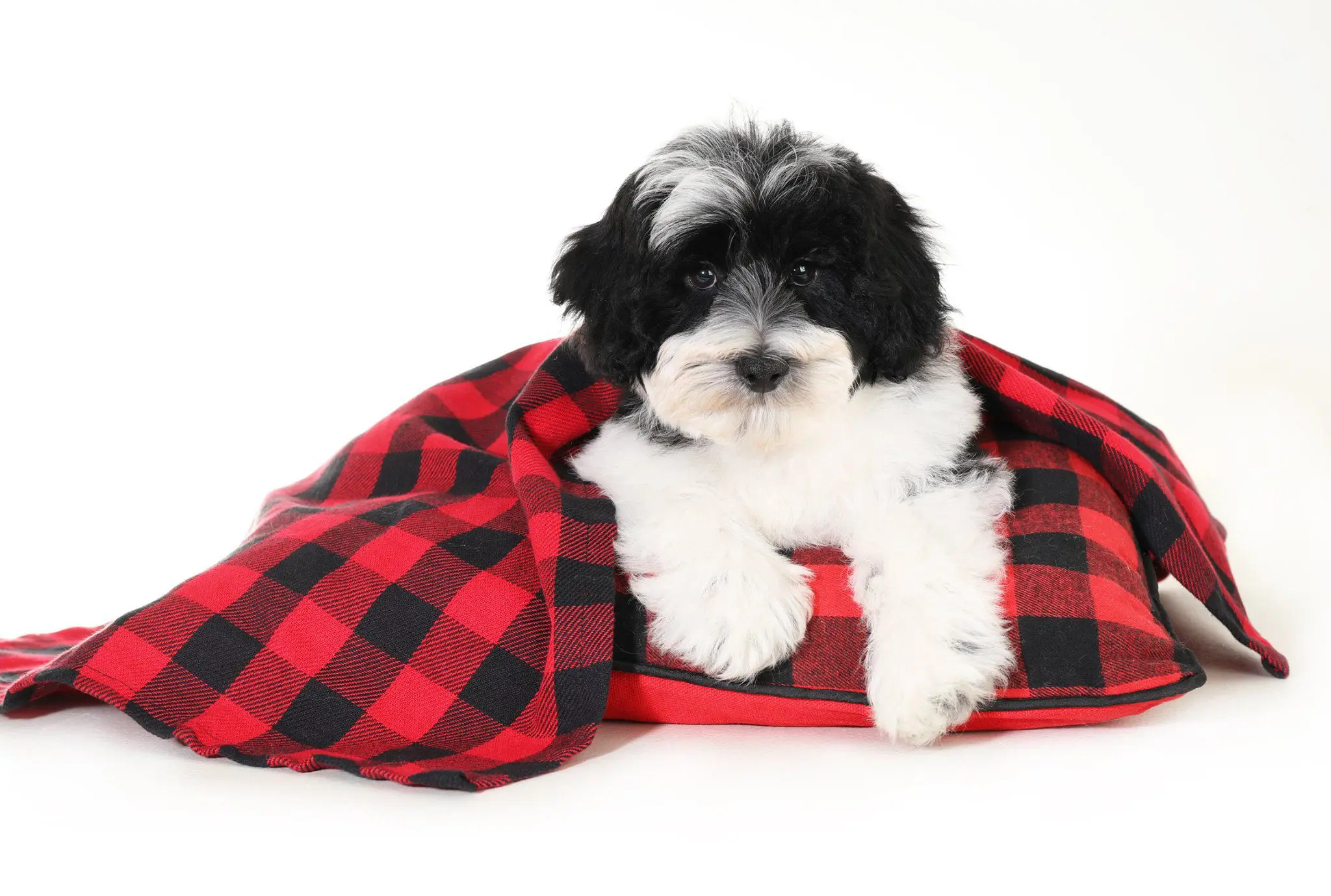a black and white goldendoodle laying on black and red plaid pillow and a black and red plaid blanket
