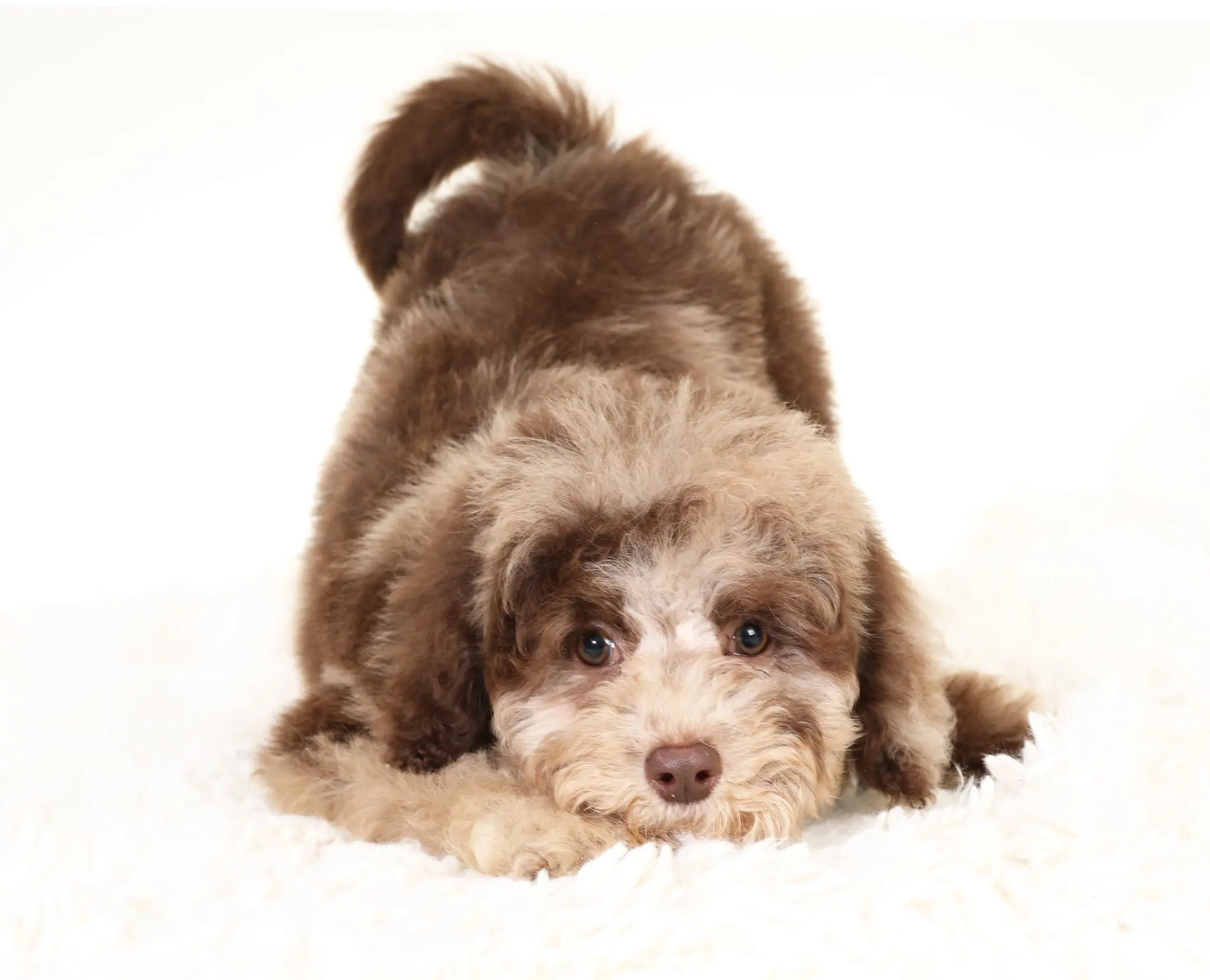 The Smeraglia Teddybear Goldendoodle wookie is showing off his beautiful parti pattern for the camera. This pup is sure to turn heads with his unique coloring!