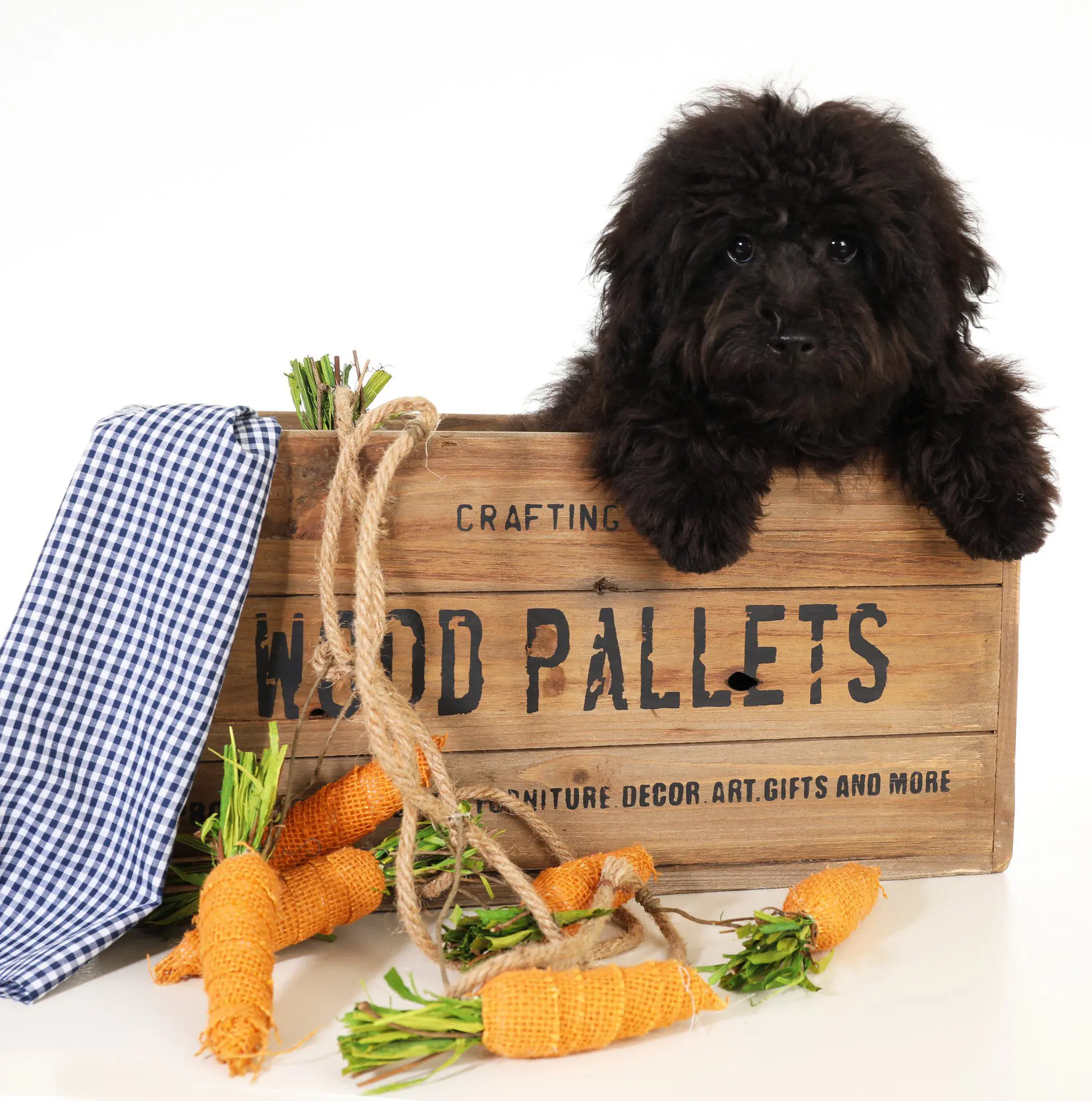 This is an example of a black goldendoodle at six months of age.