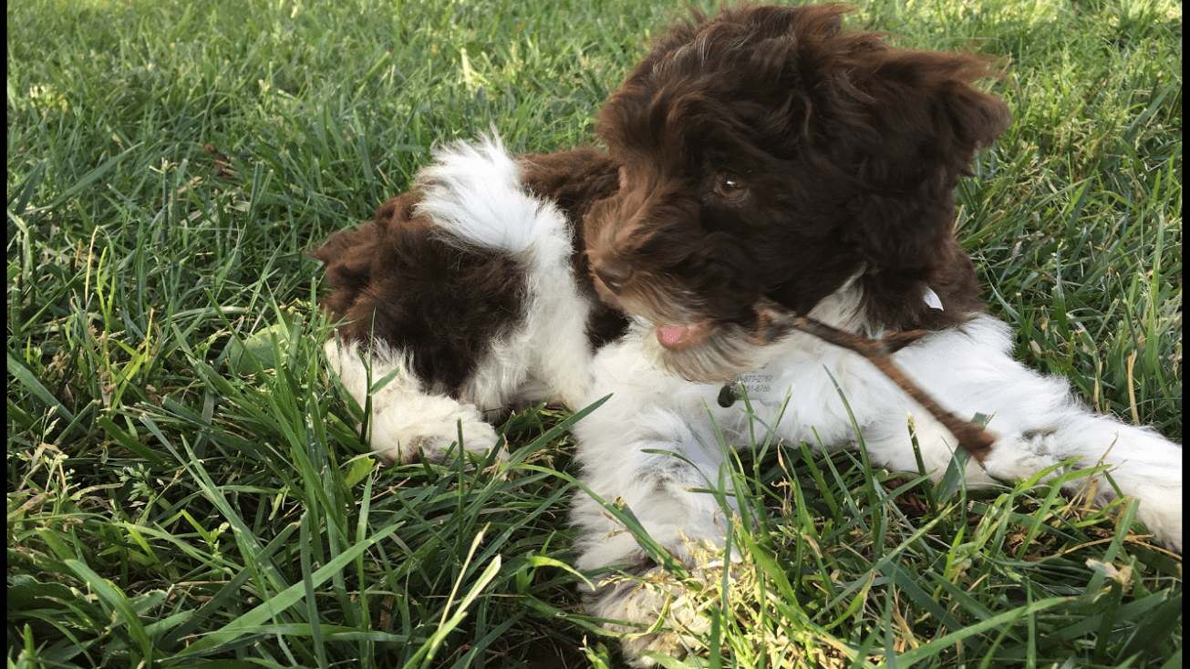 a brown and white parti miniature teddy bear schnoodle laying in grass