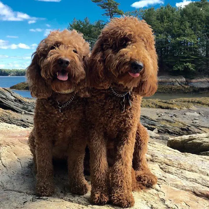 two red f1b medium English teddybear goldendoodles outside by a lake
