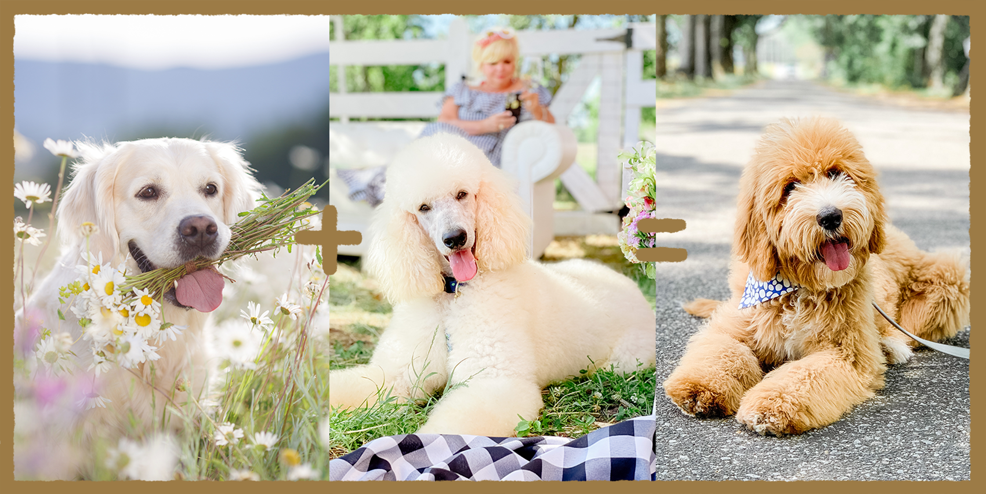 goldendoodle puppies for sale