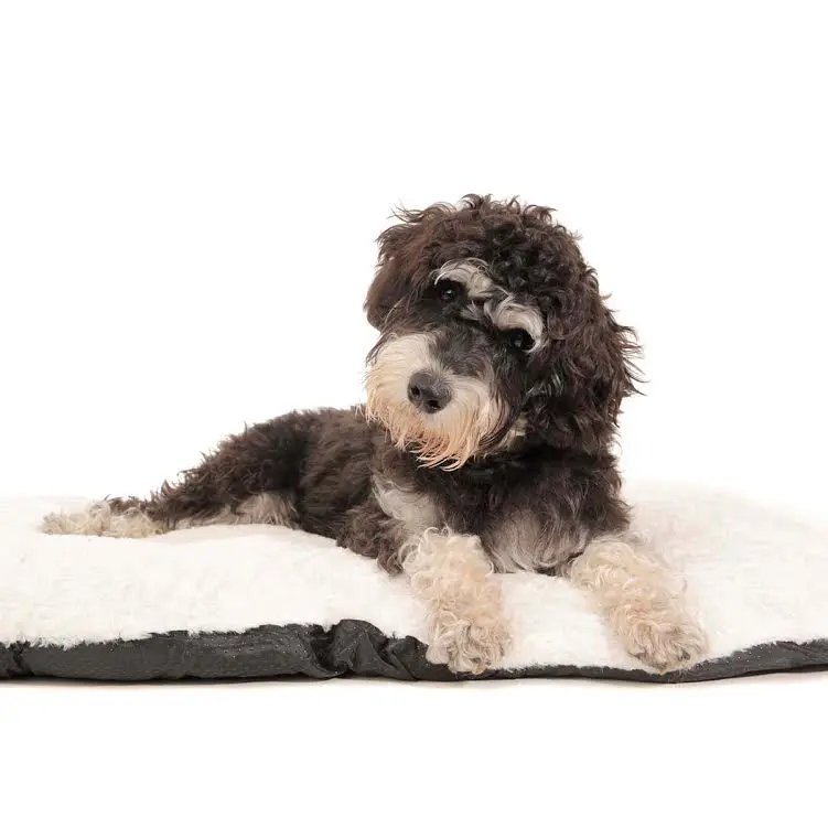 a brown and tan parti ini teddybear schnozzle on a dog bed