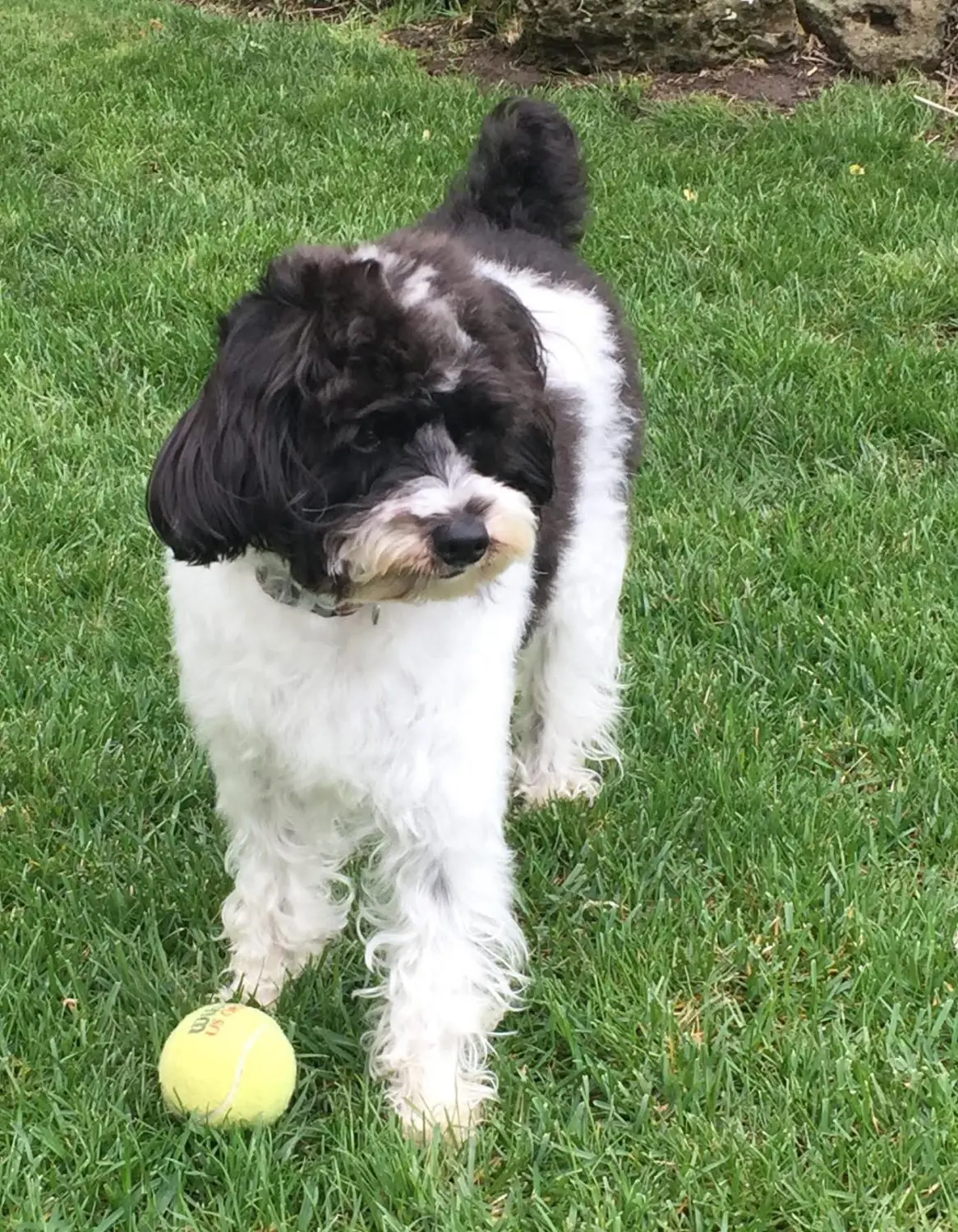 an f1 small schnoodle playing with a tennis ball