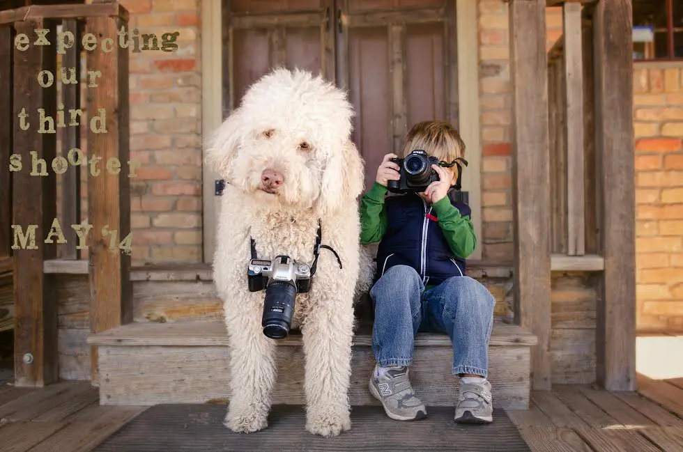 a large f1b English teddy bear goldendoodle posing with a child taking a photo