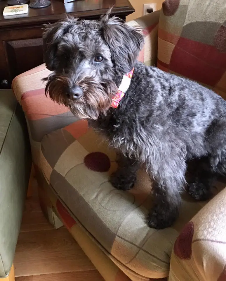 a chocolate f1 small teddy bear schnoodle on a chair