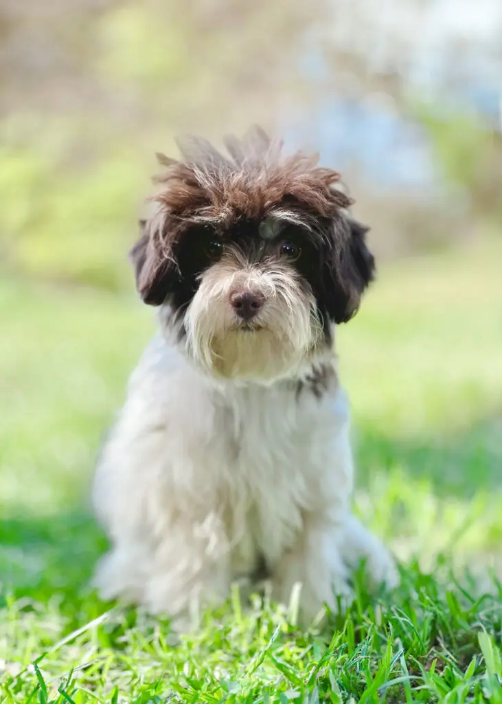 Parents – Teddy Bear Schnoodle Ladies