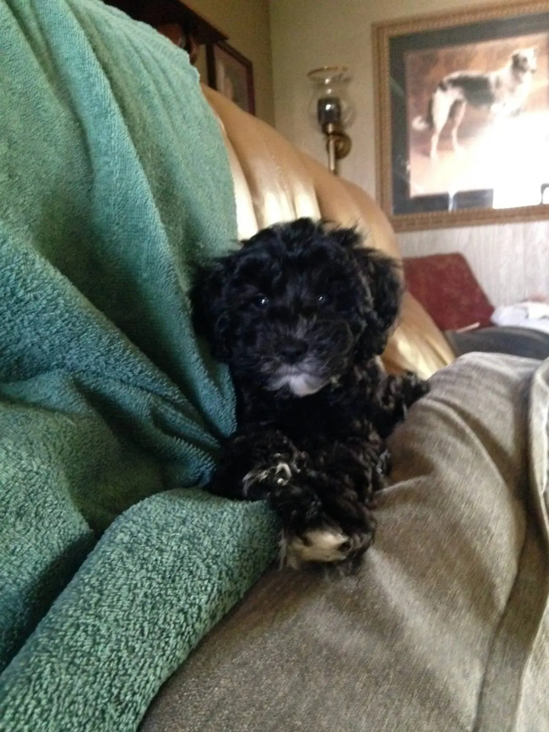 a cute f1 mini black teddy bear schnoodle on a couch