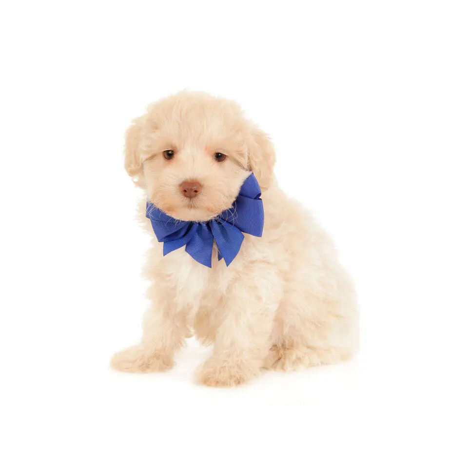a mini teddybear schnoodle puppy with a blue bow on