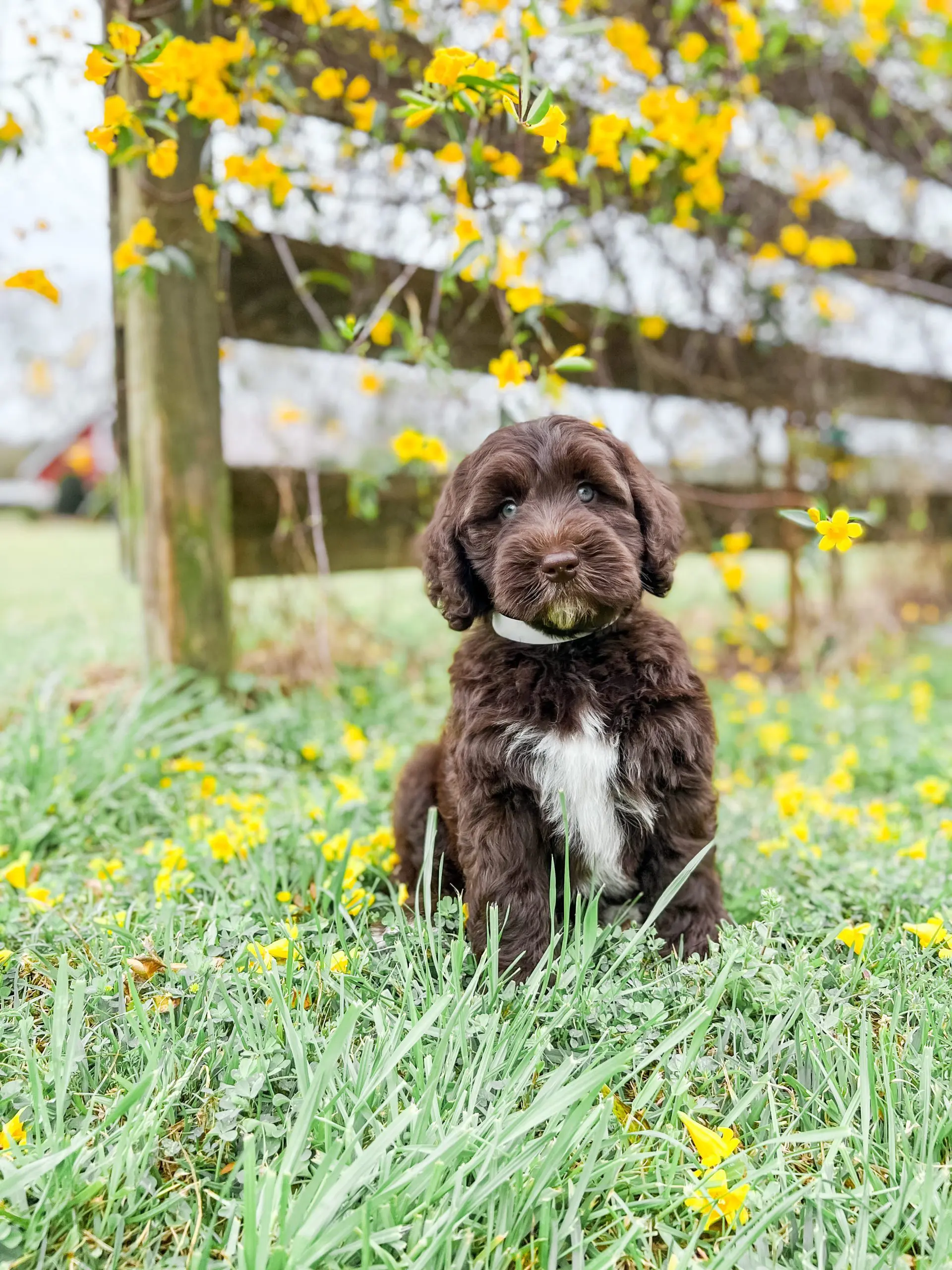 a chocolate teddy bear twoodle with white marking on his chest in the grass with flowers