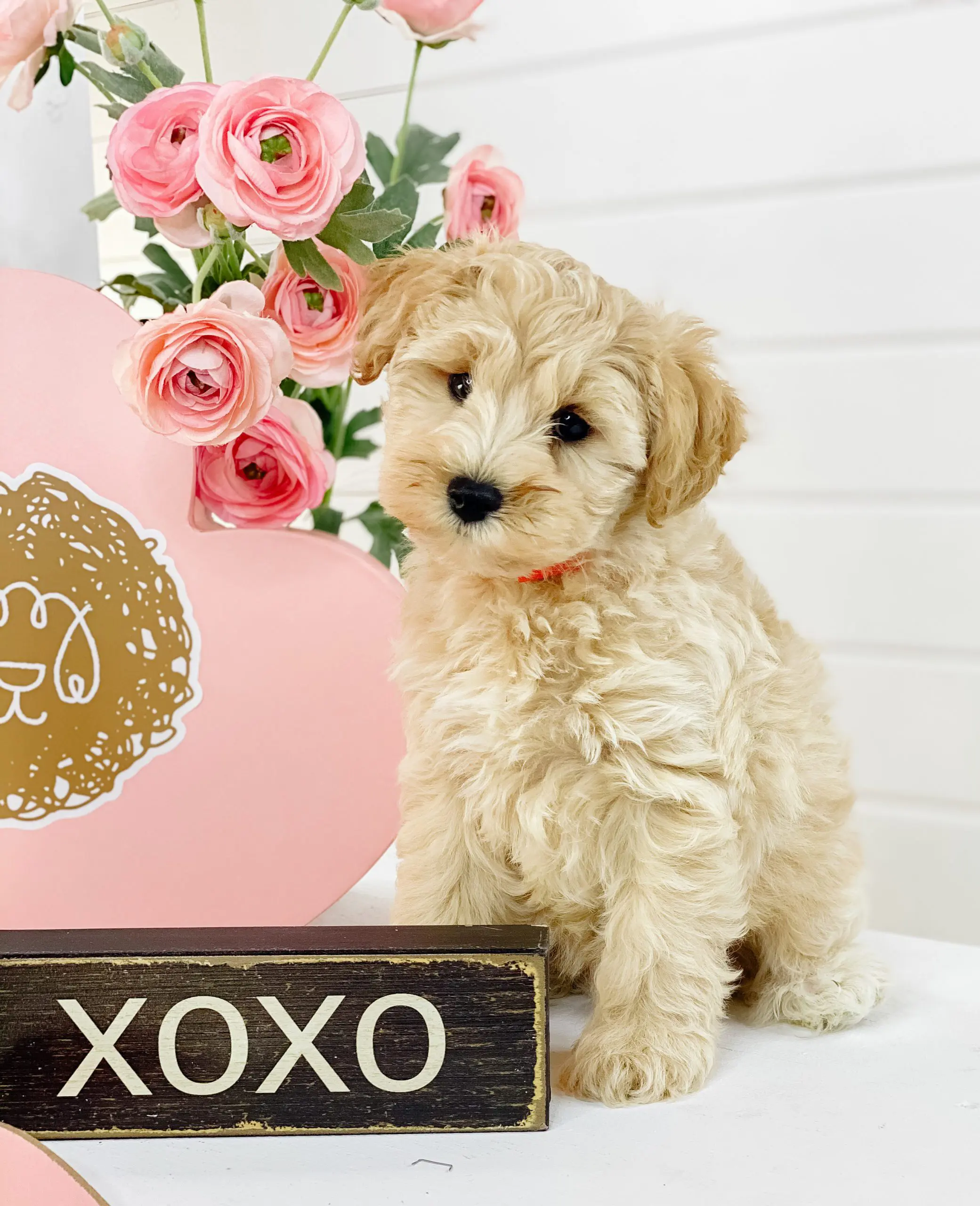 cute Schnoodle Puppies for Sale