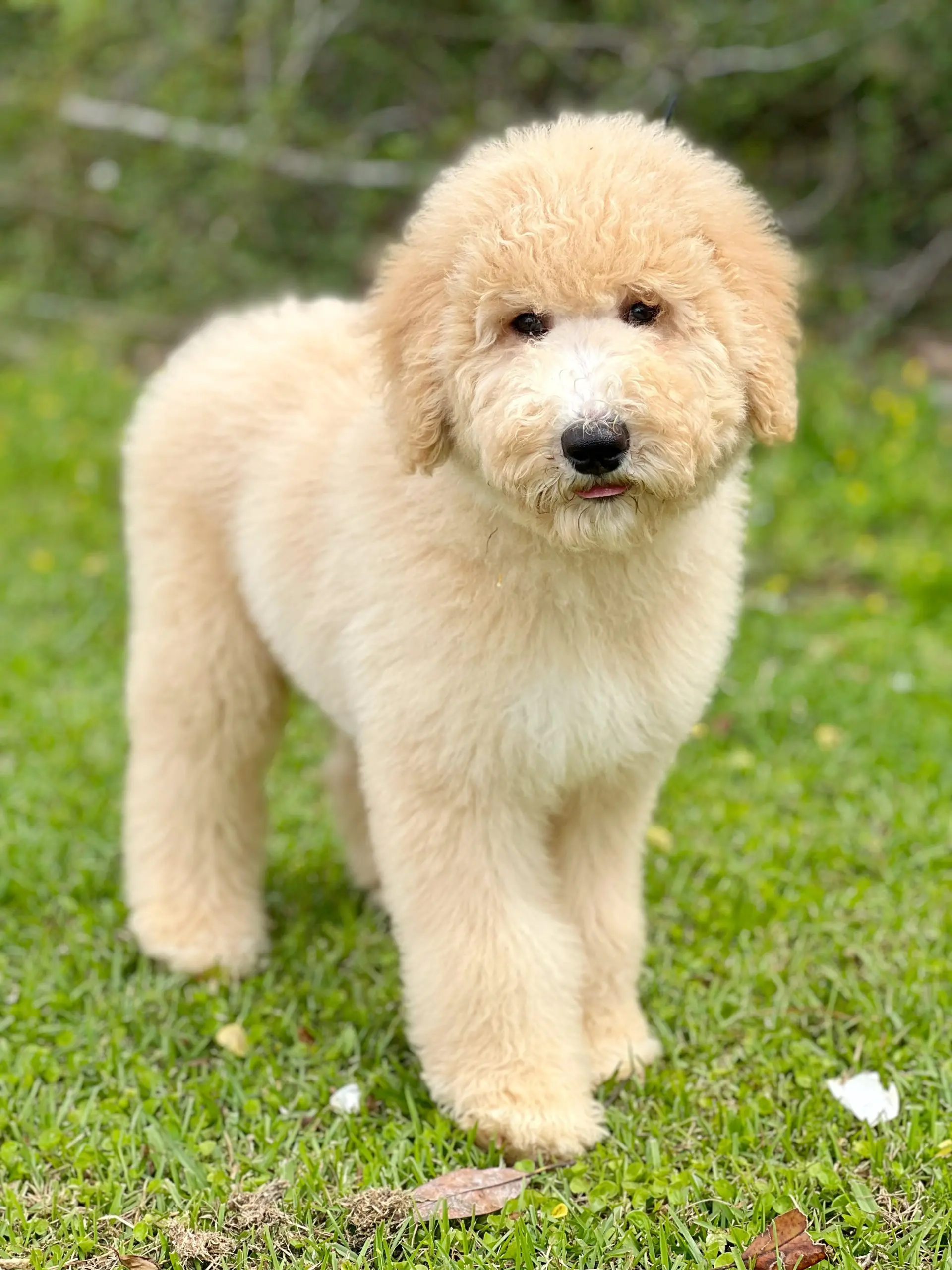 giant champagne colored teddy bear schnoodle in grass