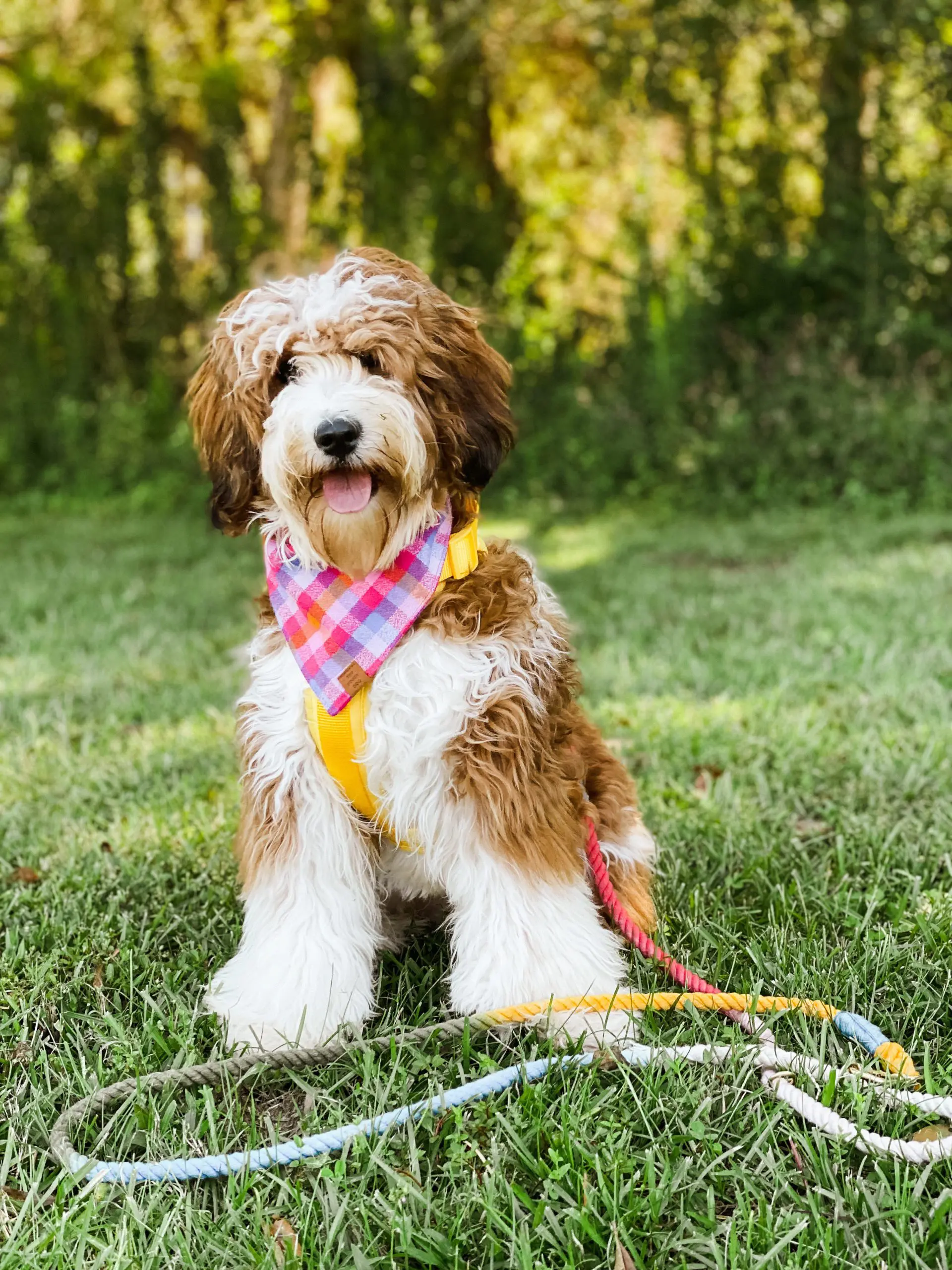 a brown and white parti colored teddy bear twoodle with a plaid pink bandana