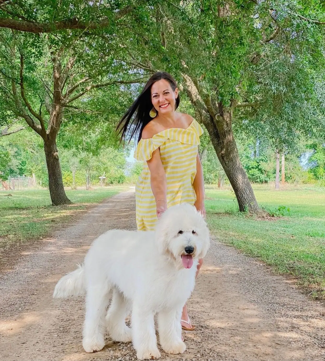 a mini ultra cream f1b English teddy bear golden doodle with woman in a yellow dress on a country road