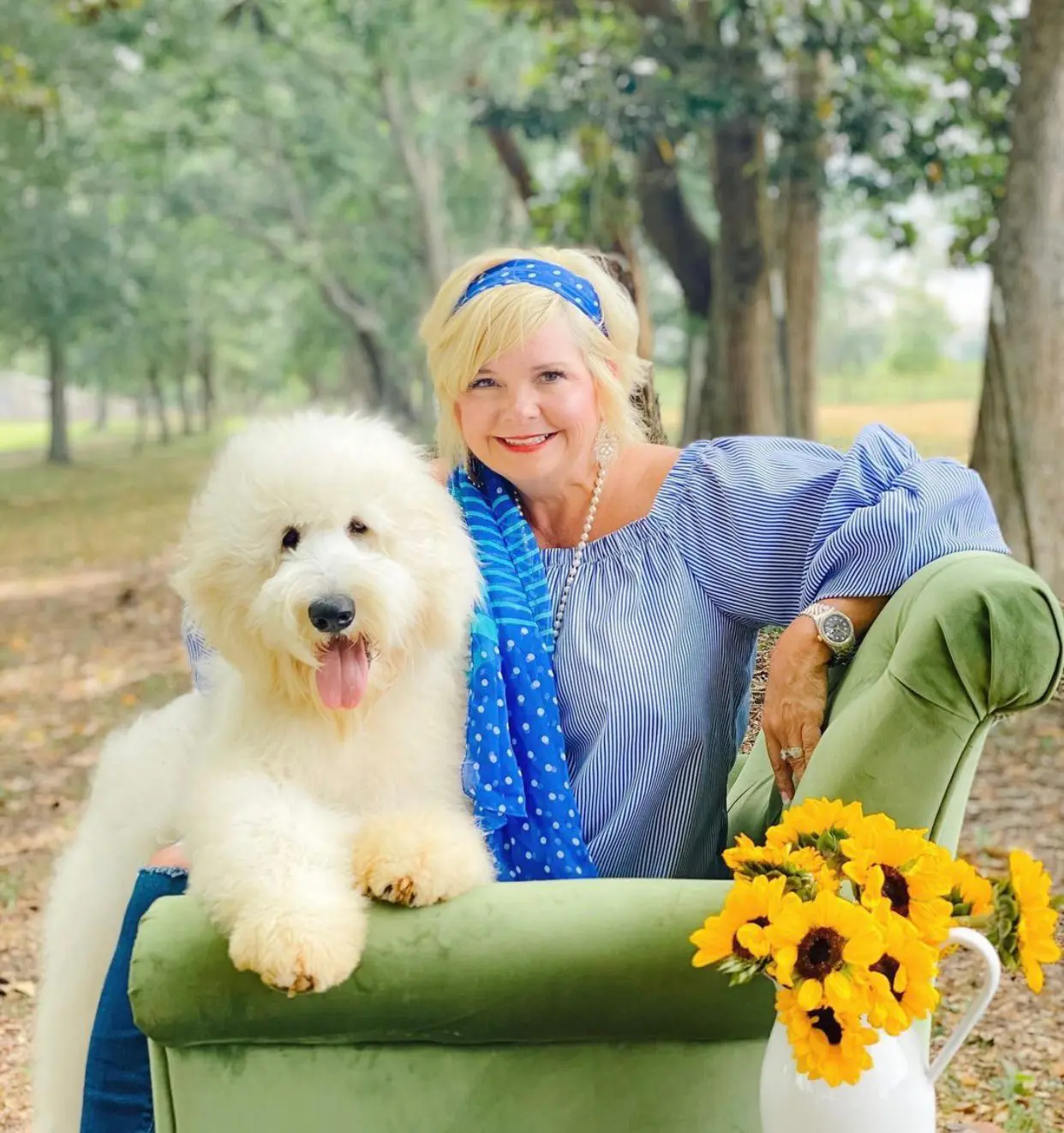 a medium f1b ultra cream English teddy bear golden doodle posing on a green couch with flowers and with owner Sherri Smeraglia