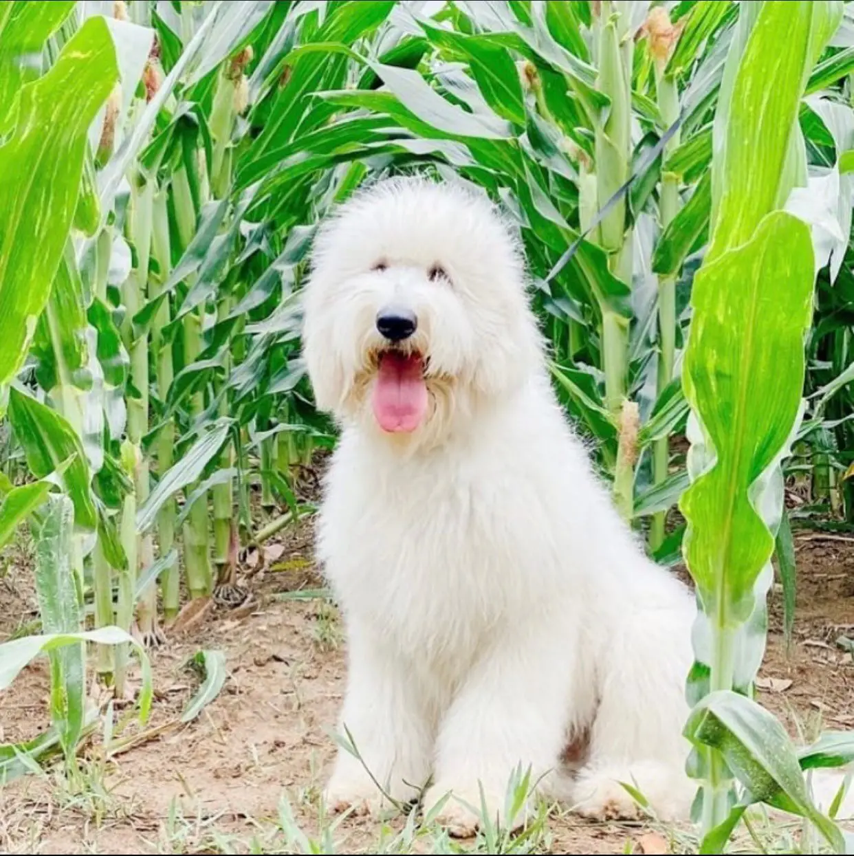 large white f1b English teddybear goldendoodle in a corn field