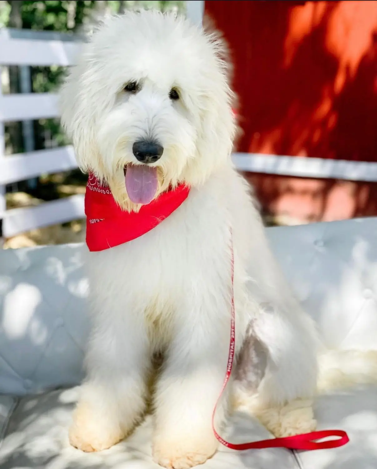 a mini F1b ultra cream English teddy bear Goldendoodle in a red bandana on a couch