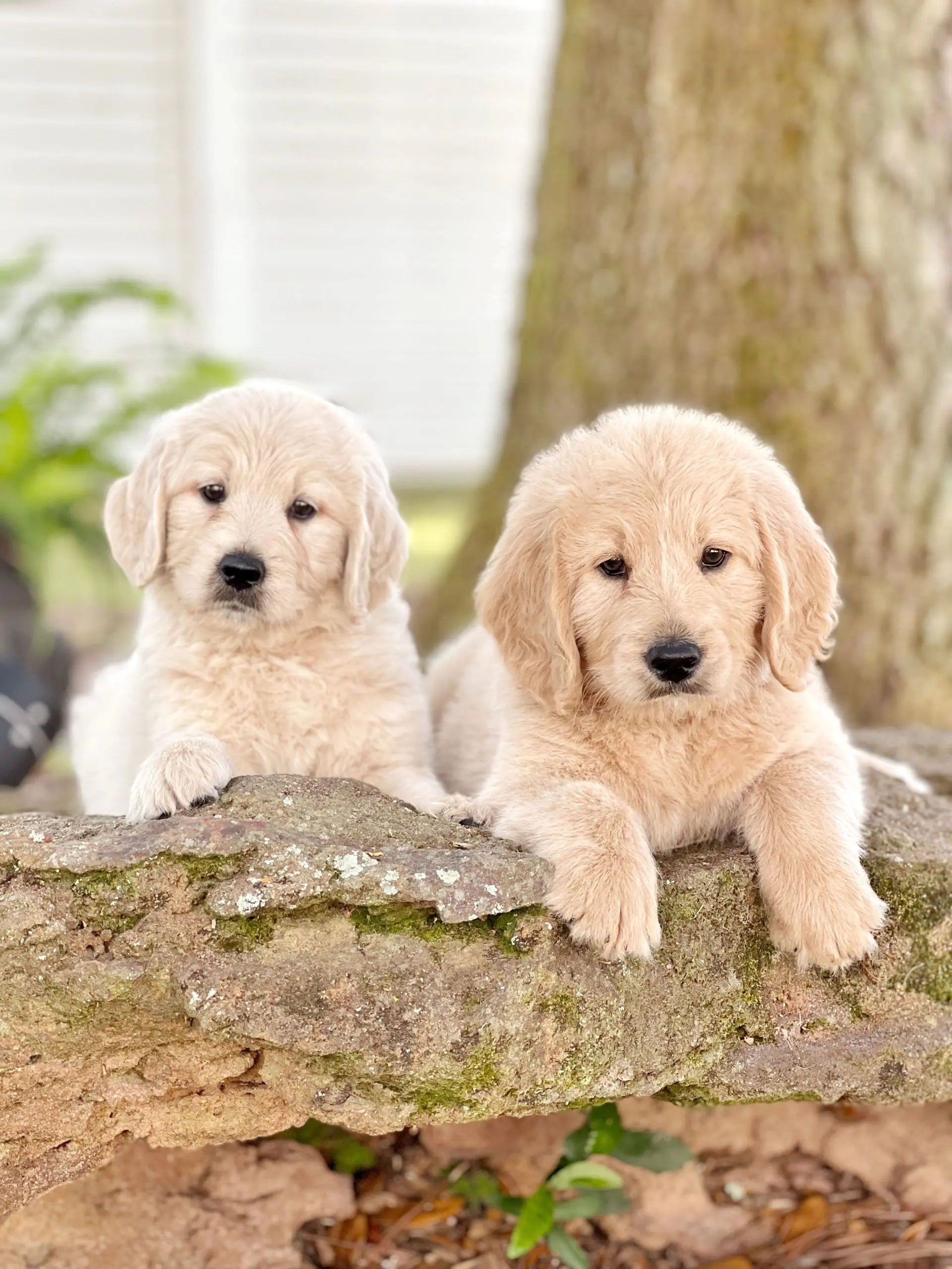 two mini f1 English teddy bear goldendodle puppies on a rock